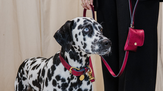 Tips voor het kiezen van de juiste halsband en riem voor jouw hond