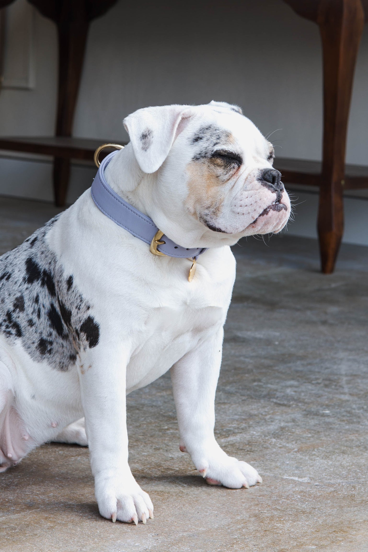 Luxury leather dog collar with name tag - Classic - Lilac