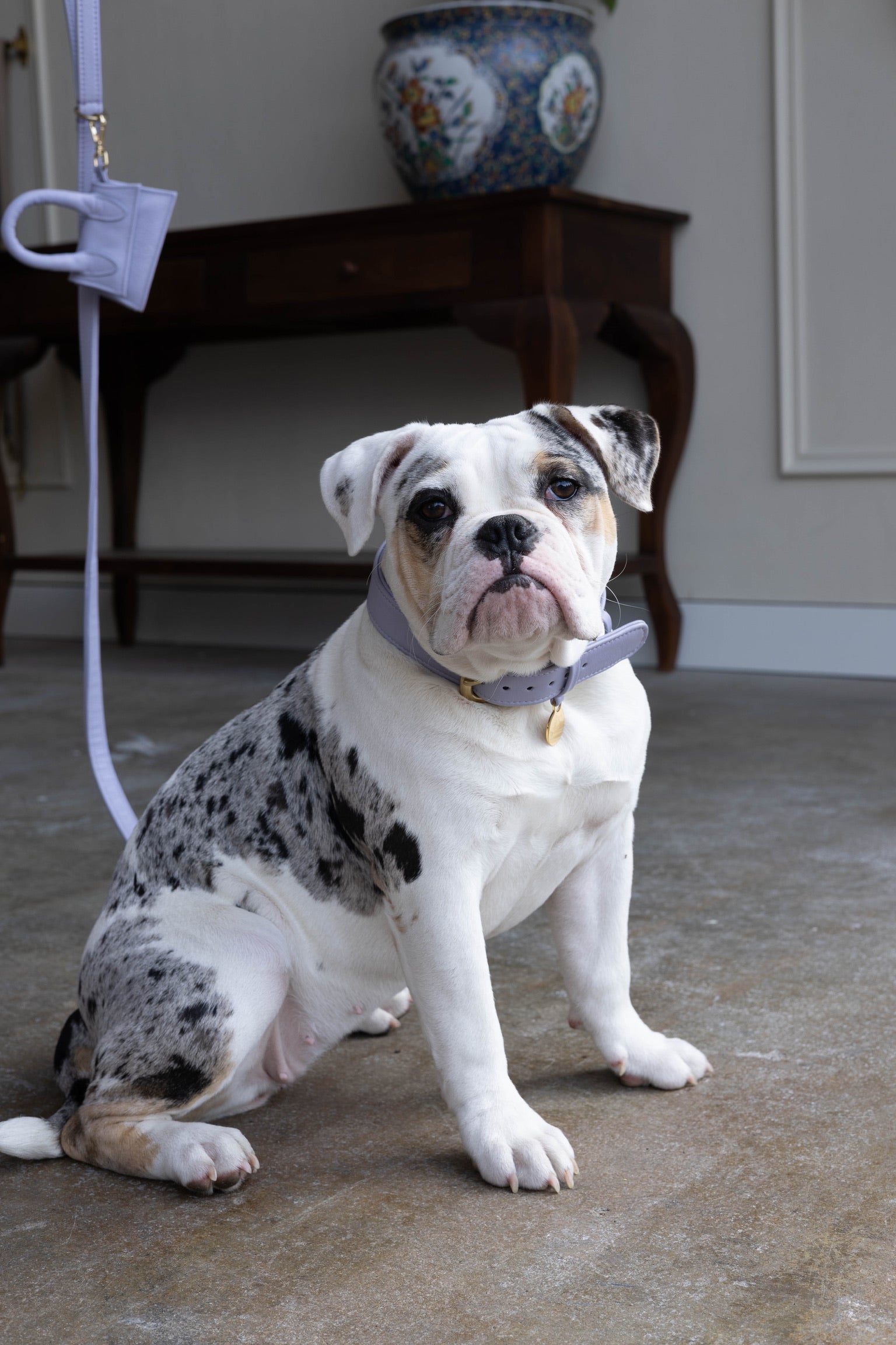 Dog leash with brass finish - Classic - Lilac Purple