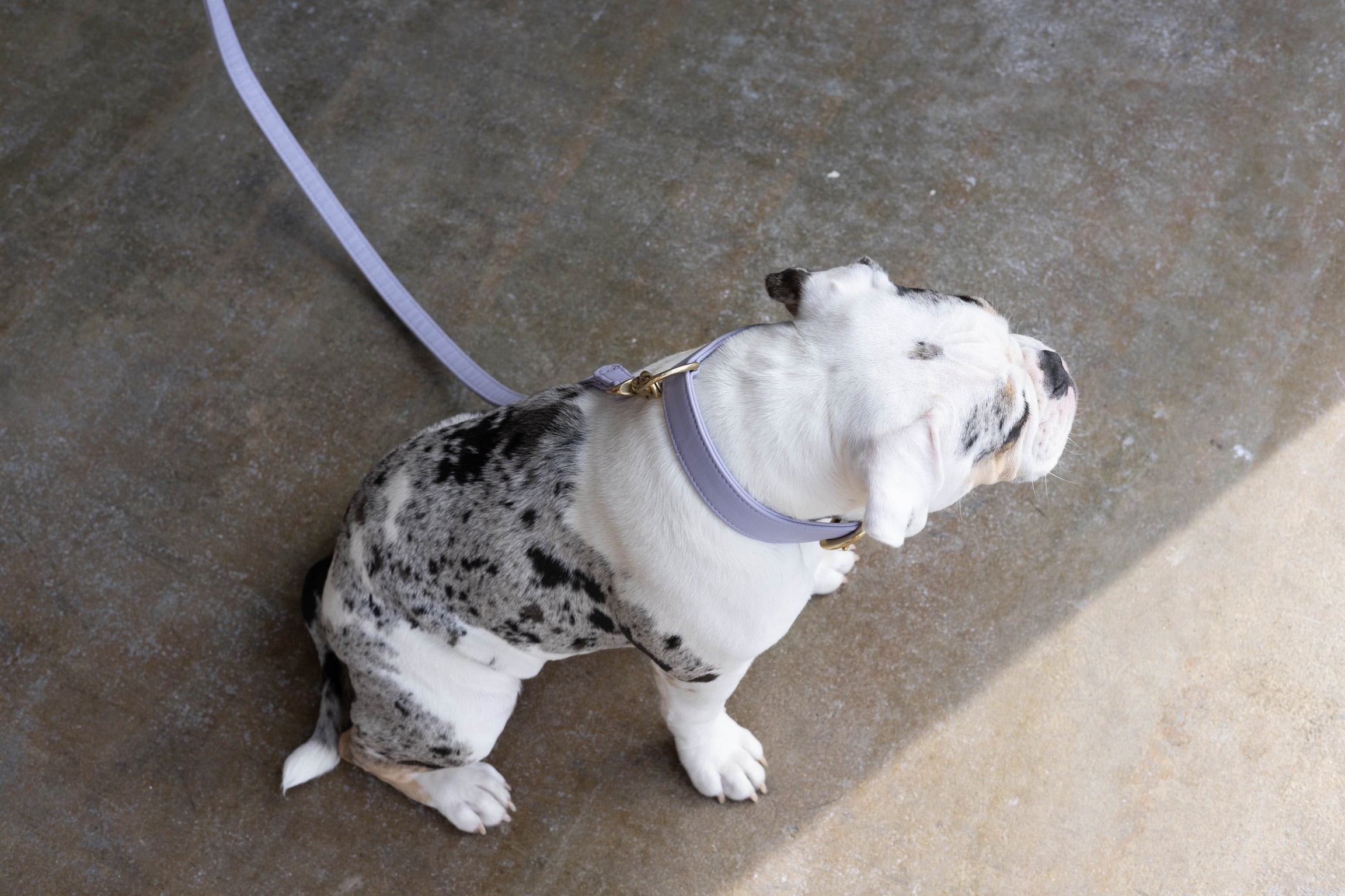Dog leash with brass finish - Classic - Lilac Purple