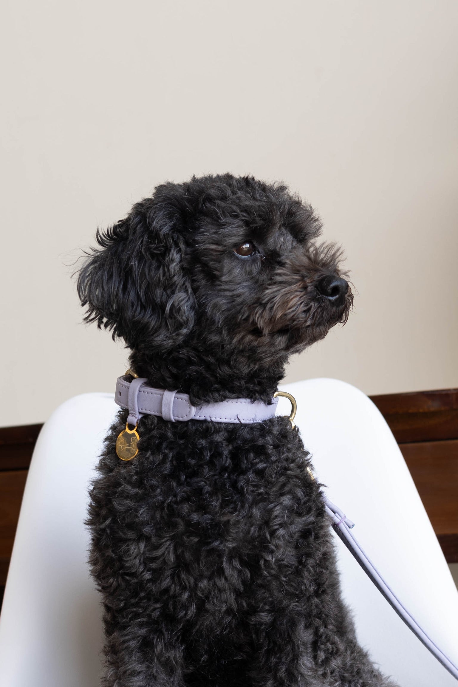 Luxury leather dog collar with name tag - Classic - Lilac