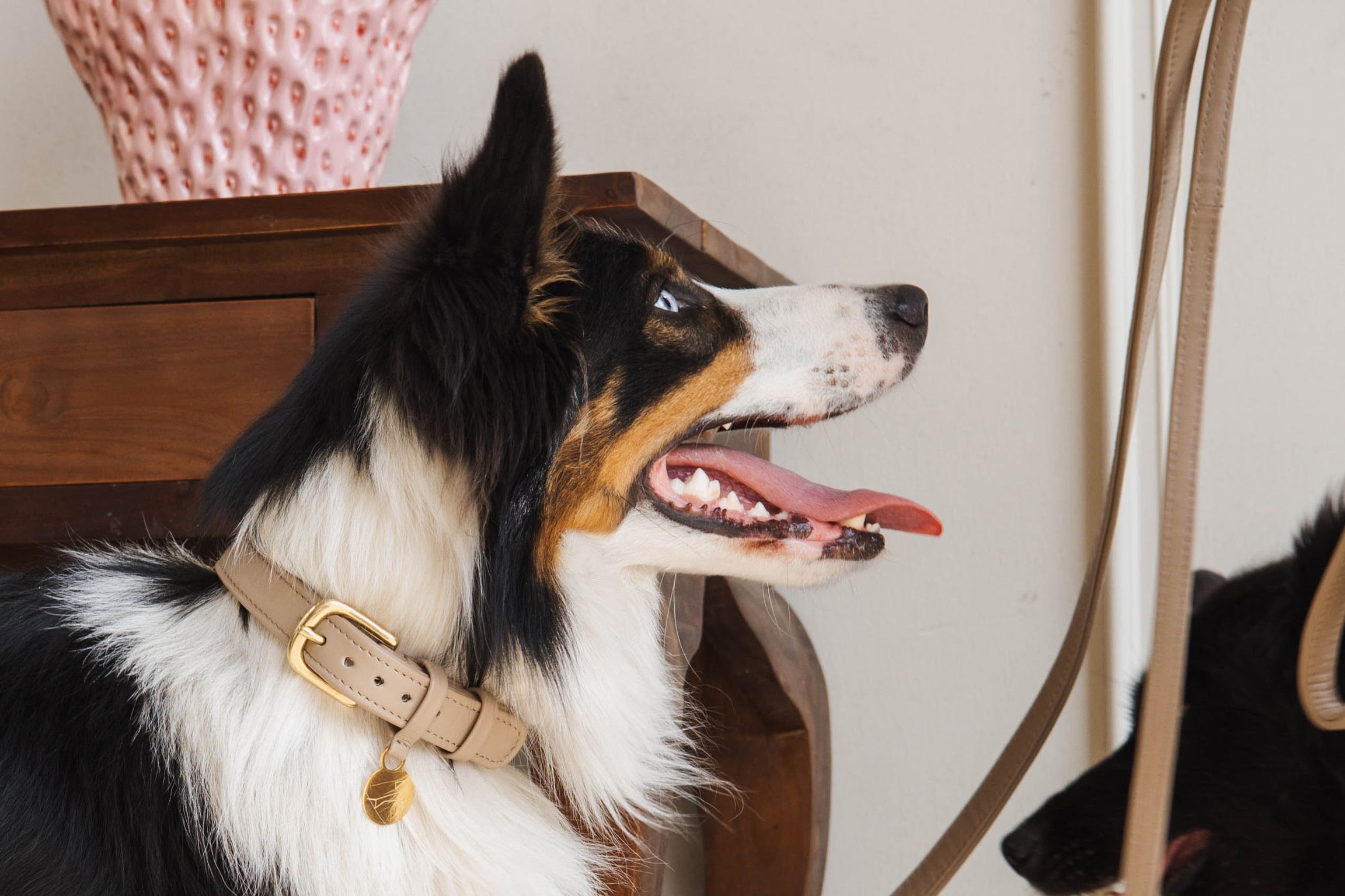 Luxury leather dog collar with name tag - Classic - Sand / taupe