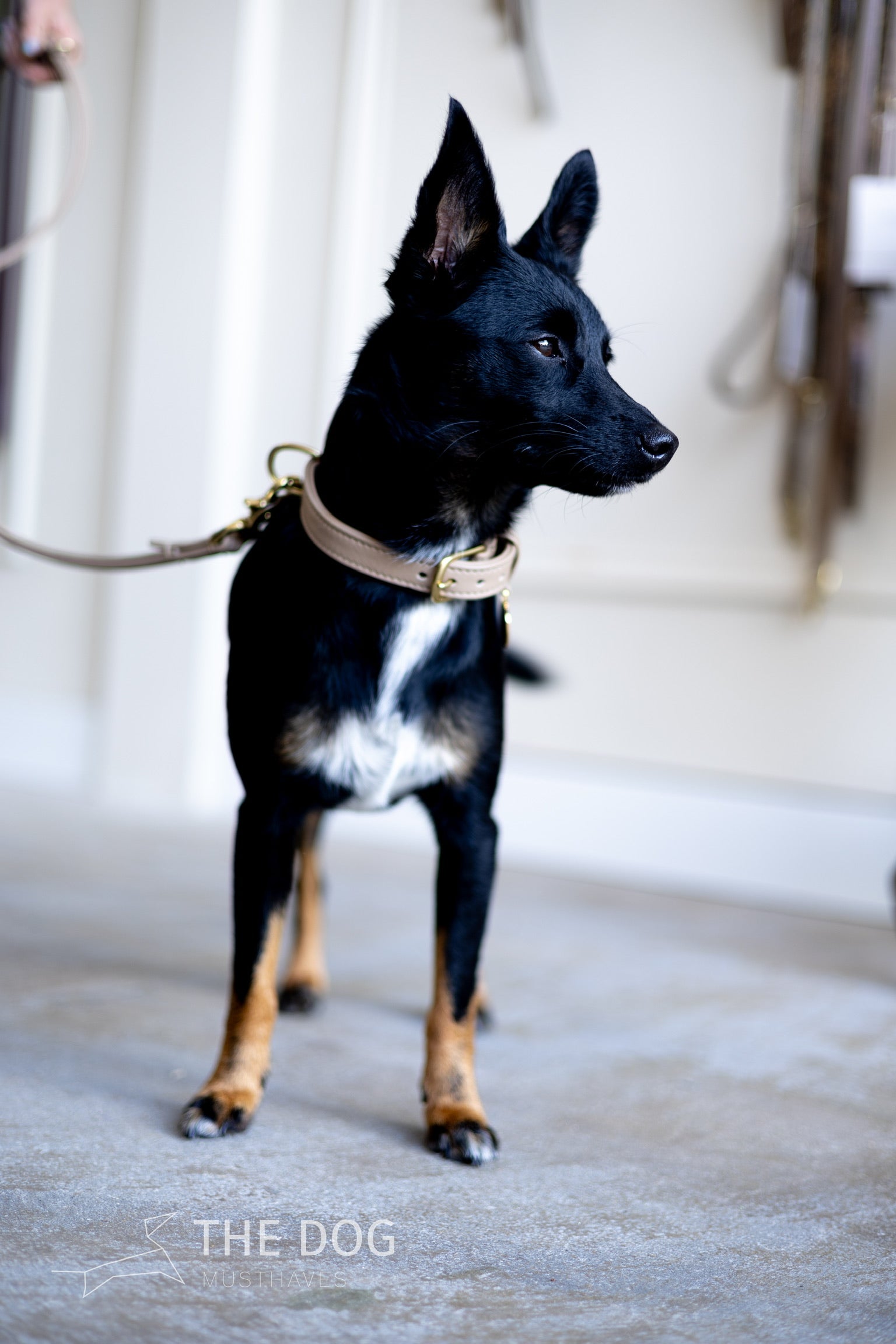 Luxury leather dog collar with name tag - Classic - Sand / taupe