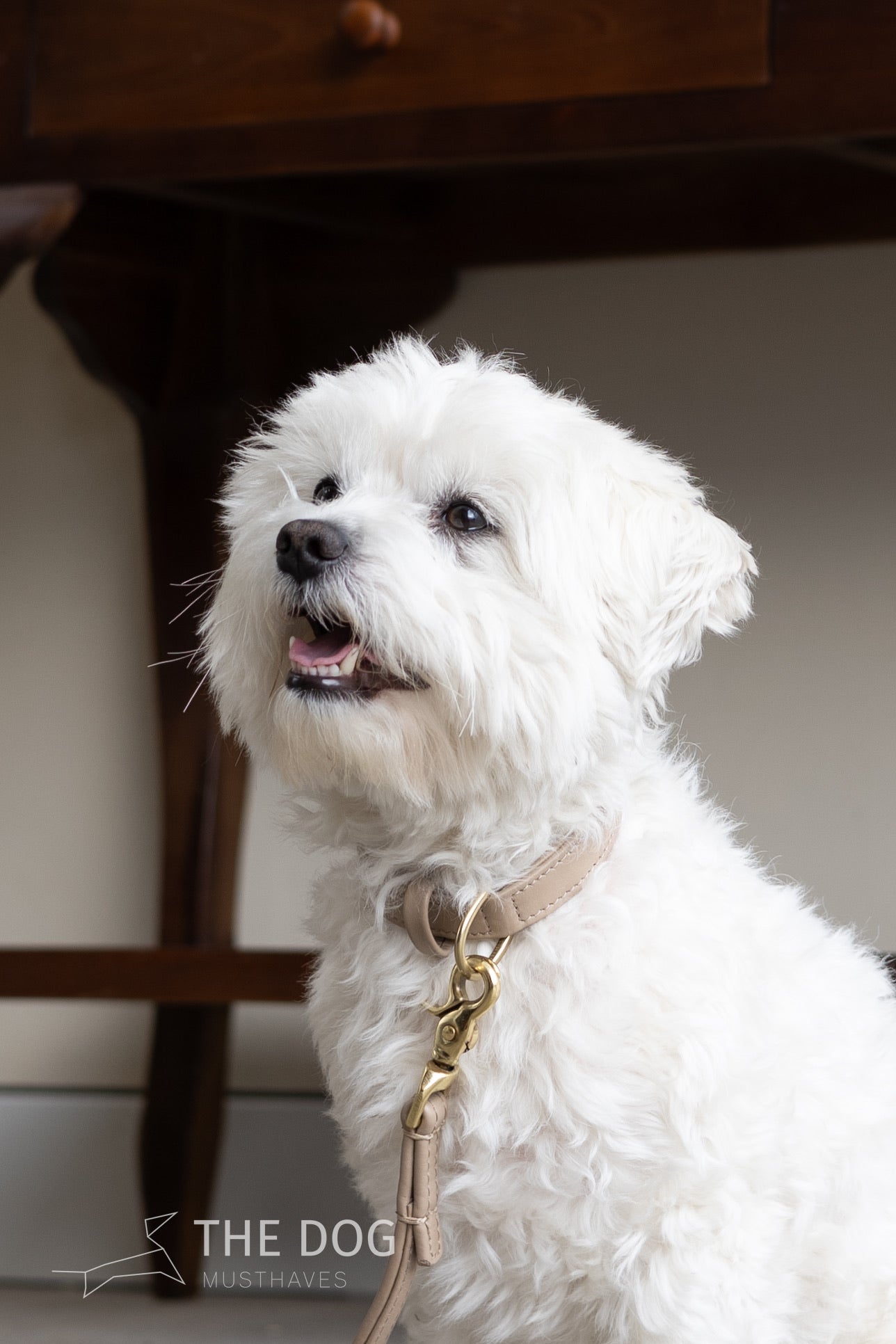 Dog leash with brass finish - Classic - Sand / Taupe