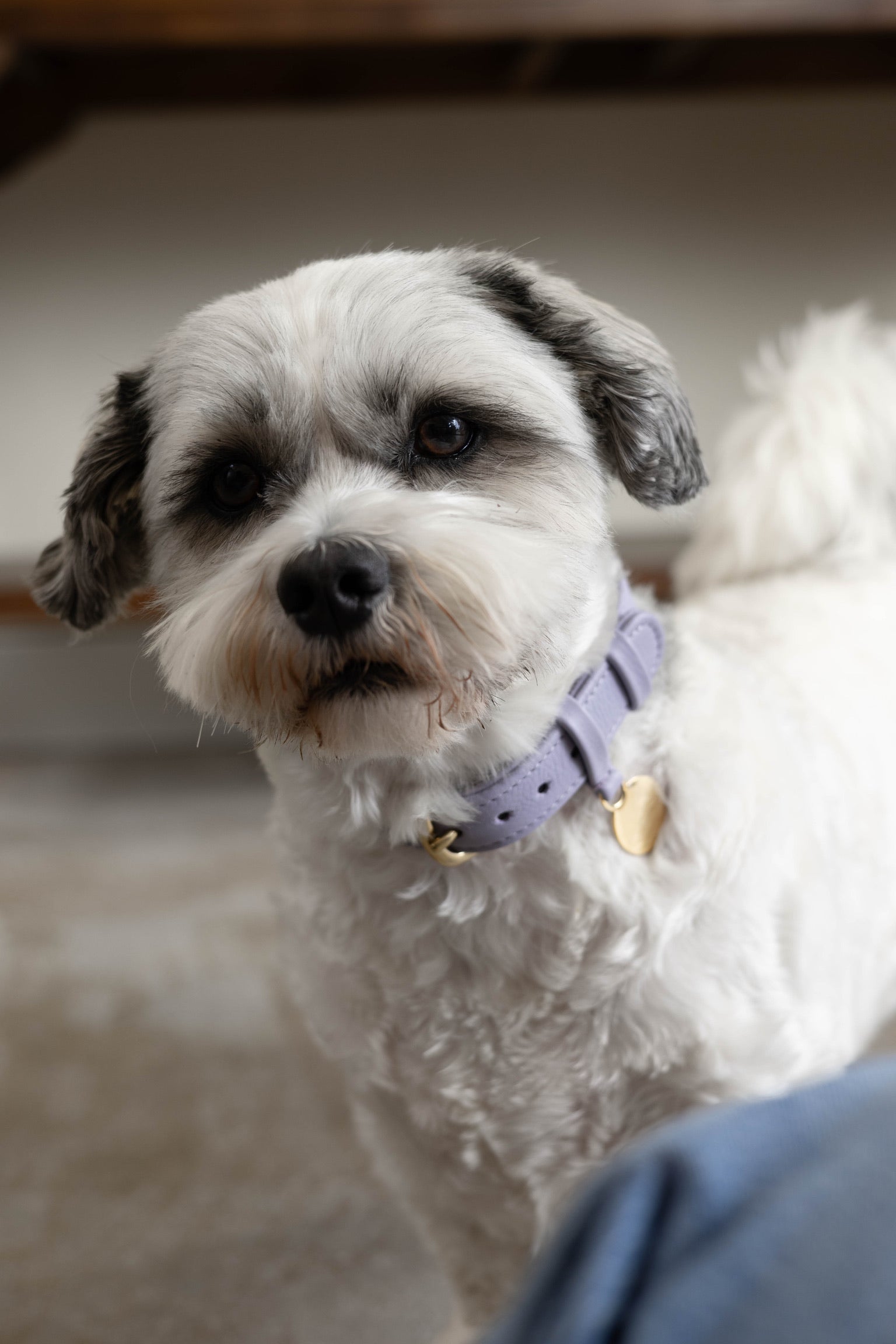 Luxury leather dog collar with name tag - Classic - Lilac