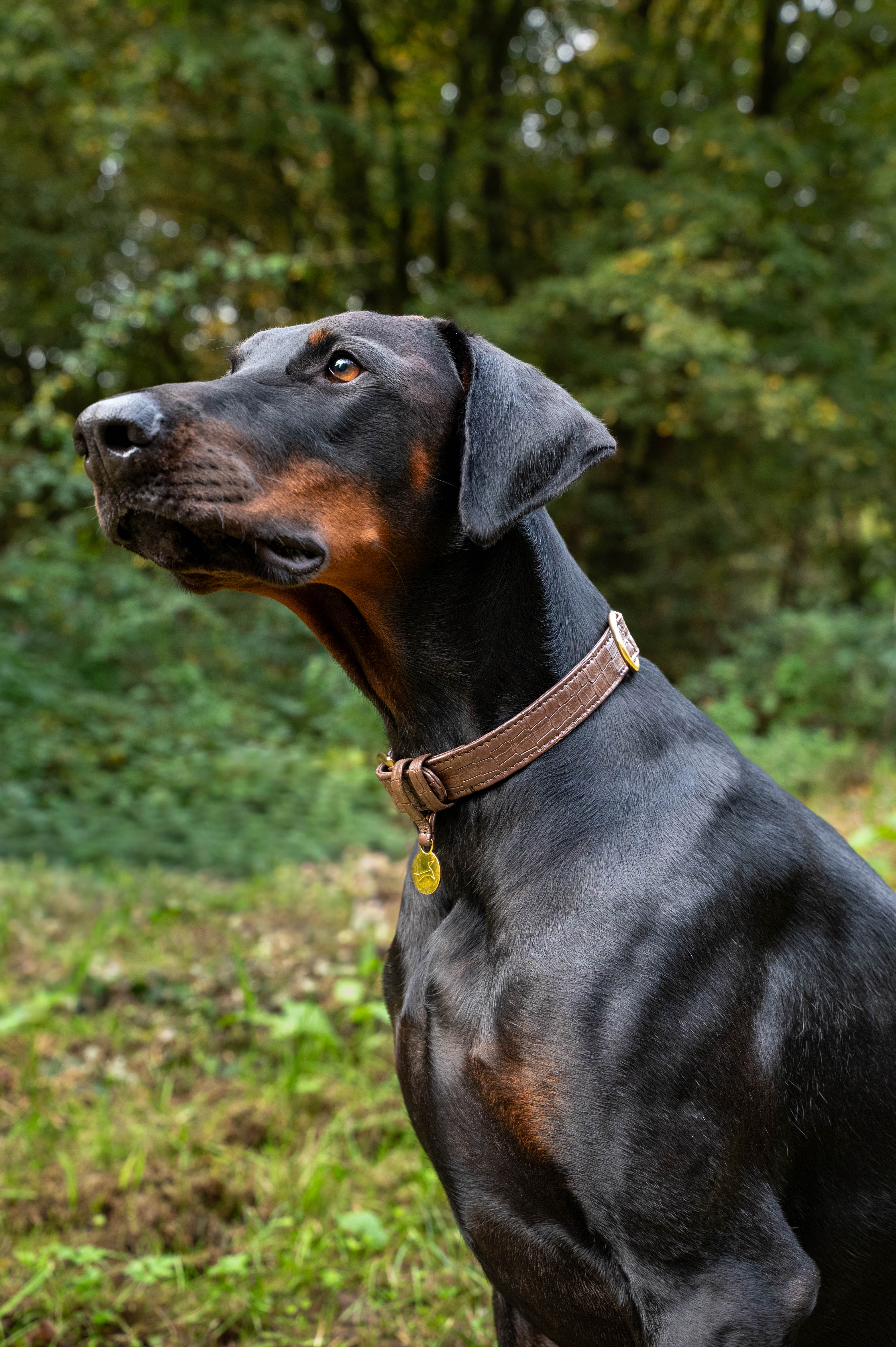 Hondenhalsband echt leer met naam penning - Croco Donkerbruin