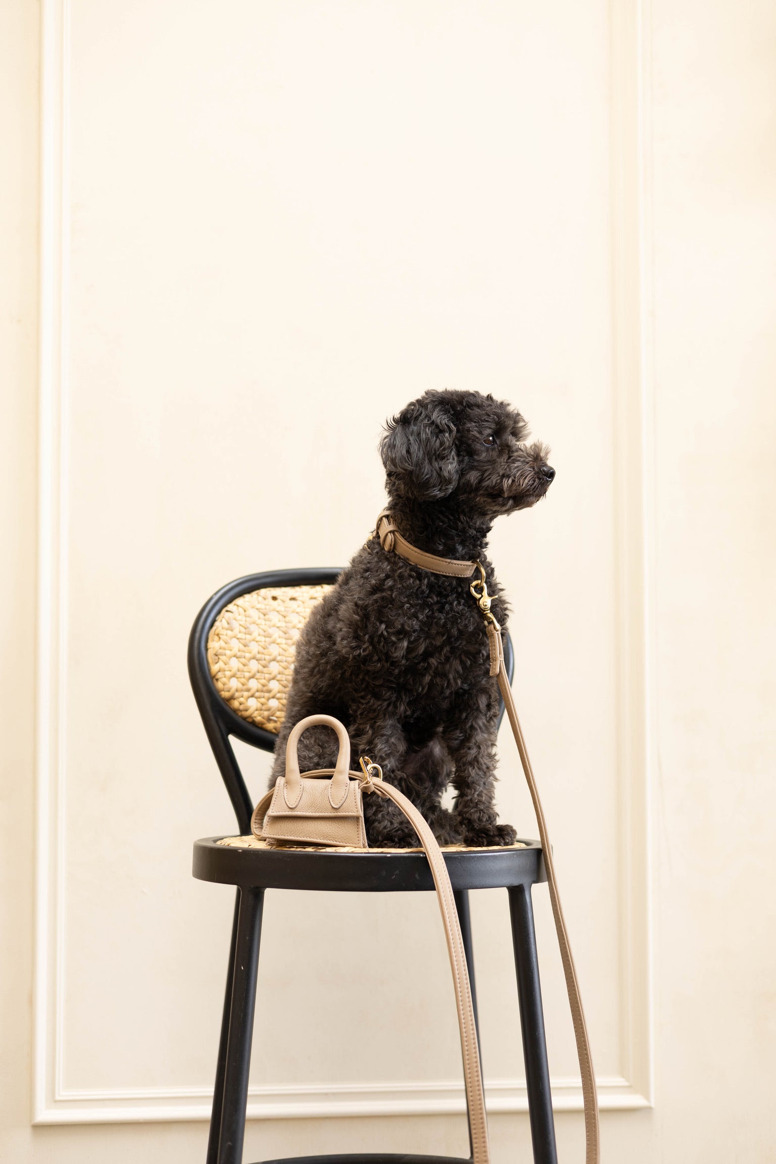 Dog leash with brass finish - Classic - Sand / Taupe