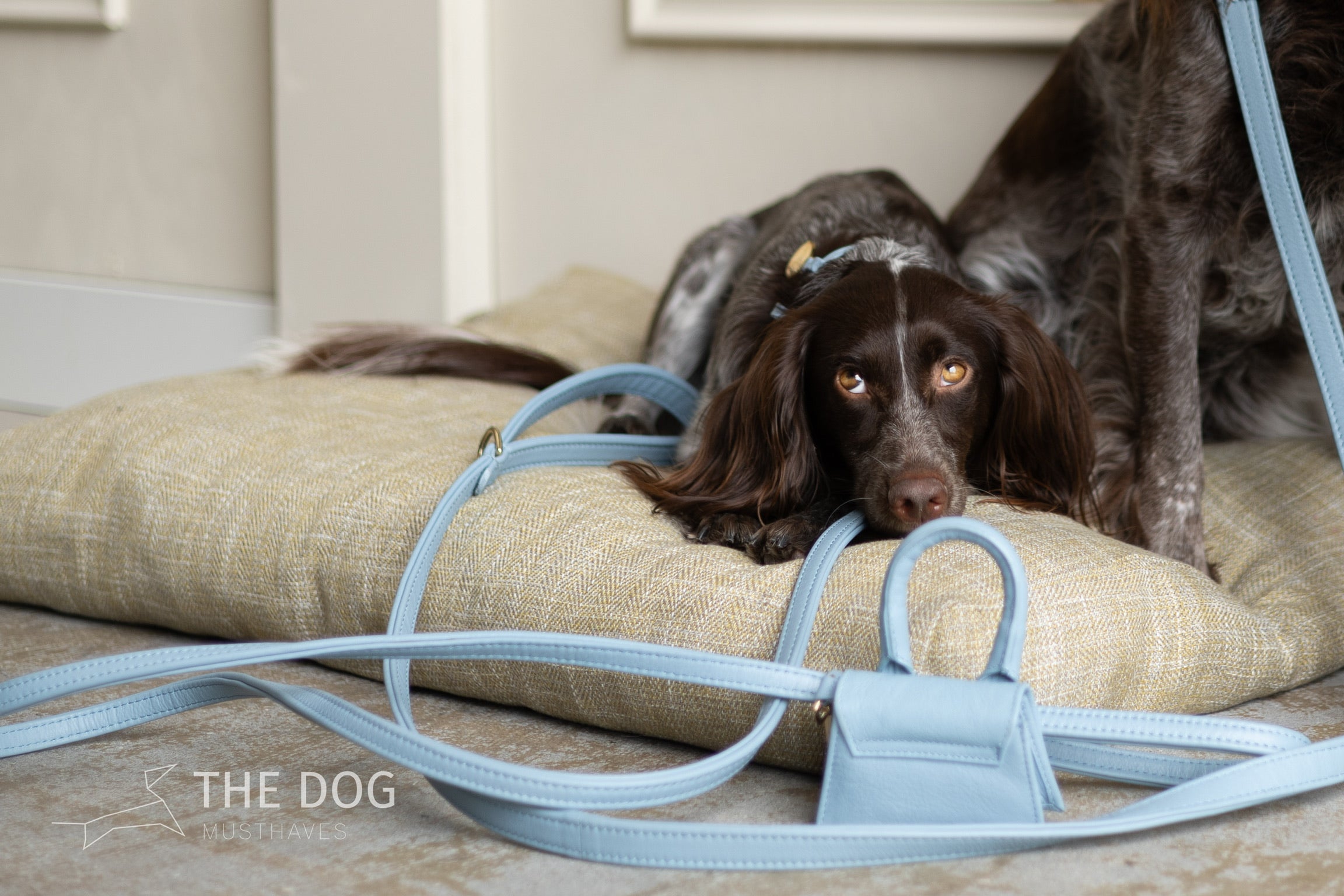 Dog leash with brass finish - Classic - Light Blue