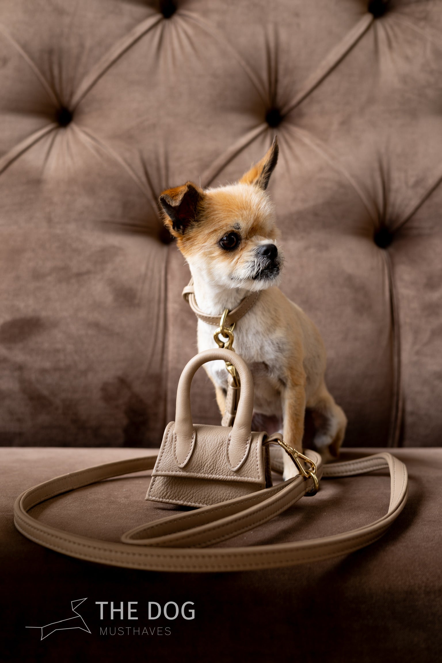 Luxury leather dog collar with name tag - Classic - Sand / taupe