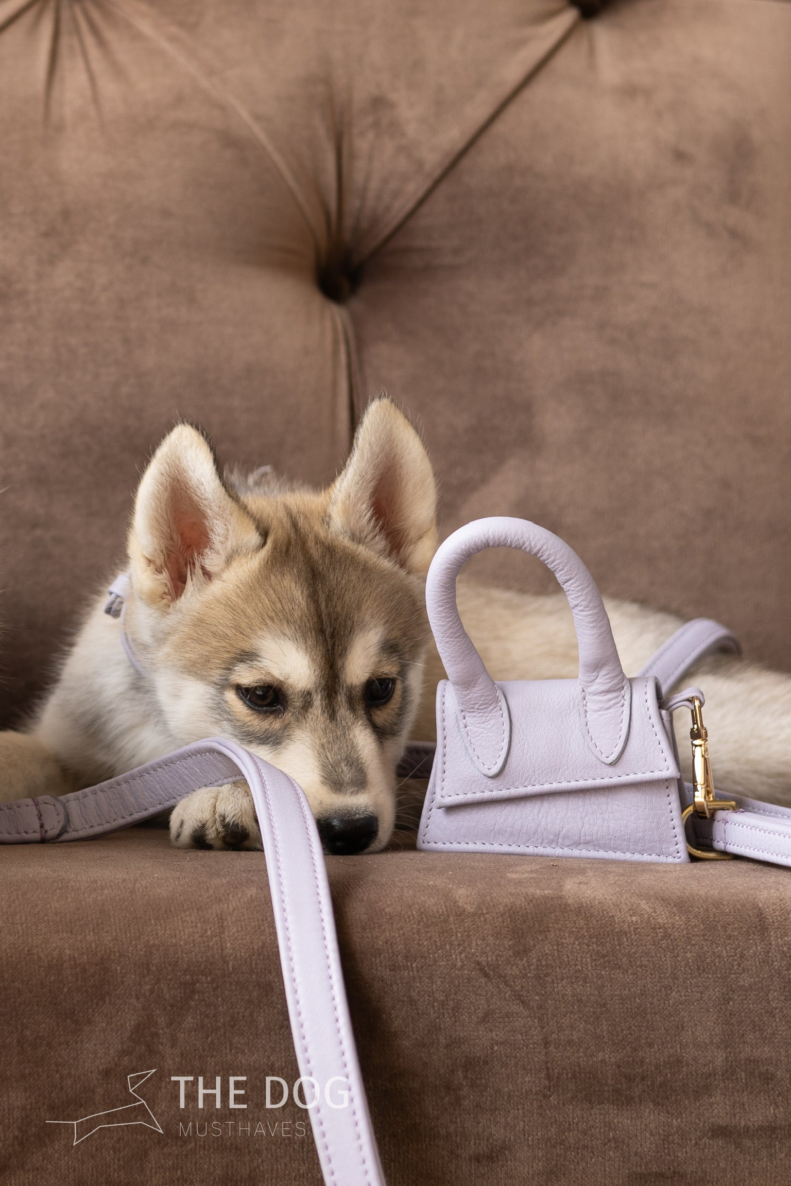 Dog leash with brass finish - Classic - Lilac Purple