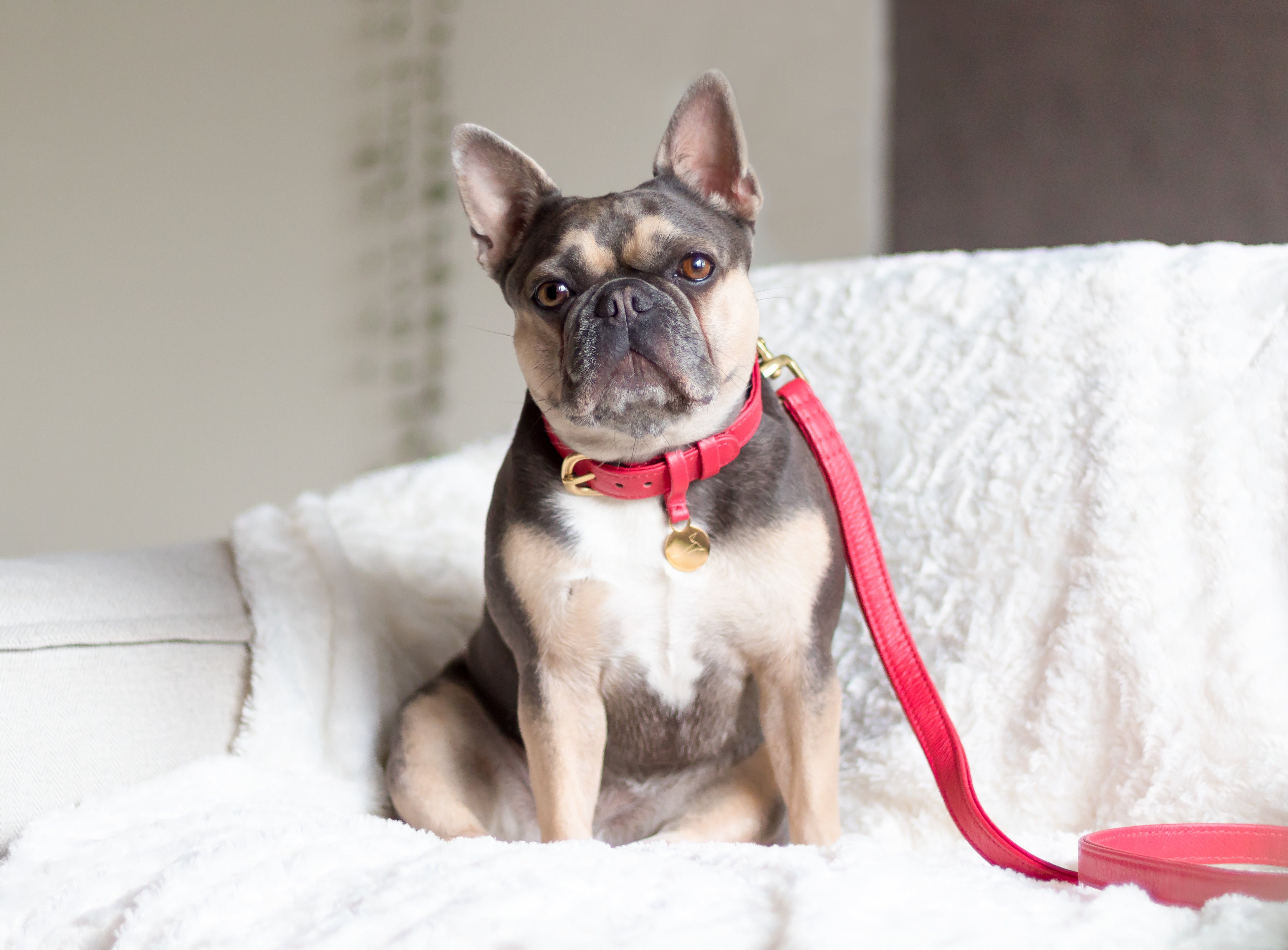 Hondenlijn met messing afwerking - Royal Red