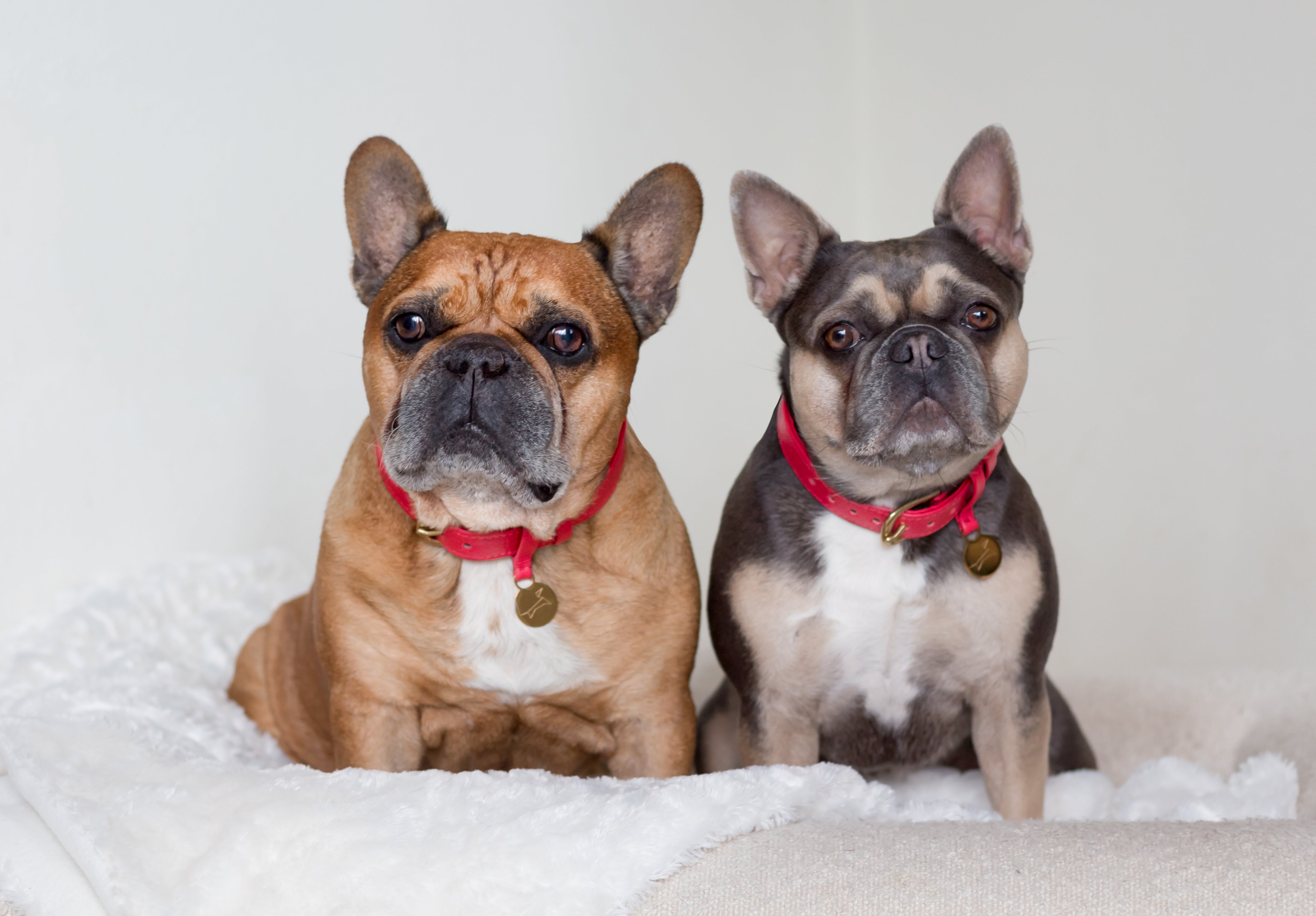 Hondenhalsband luxe leer met naam penning - Royal Red