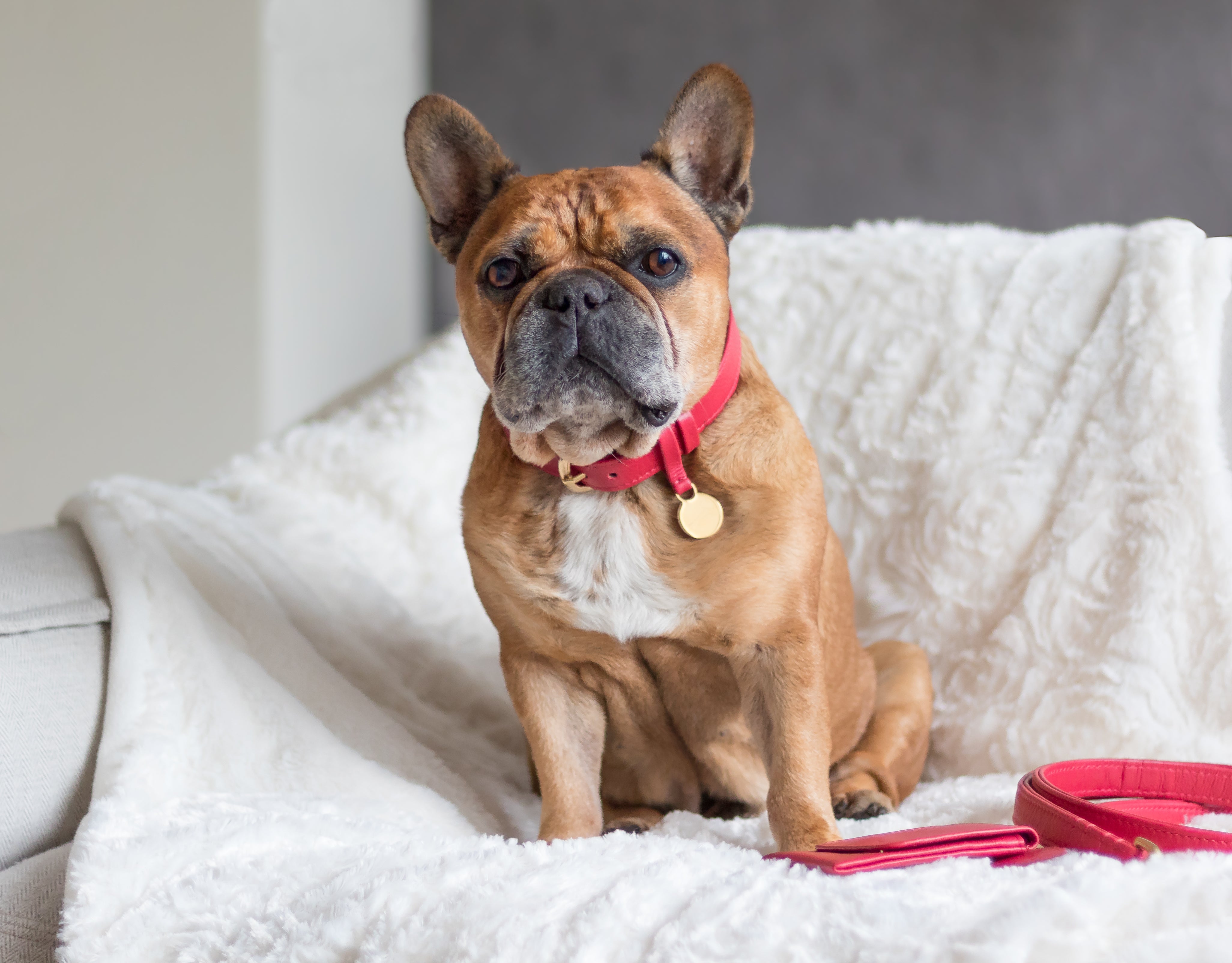 Hondenhalsband luxe leer met naam penning - Royal Red