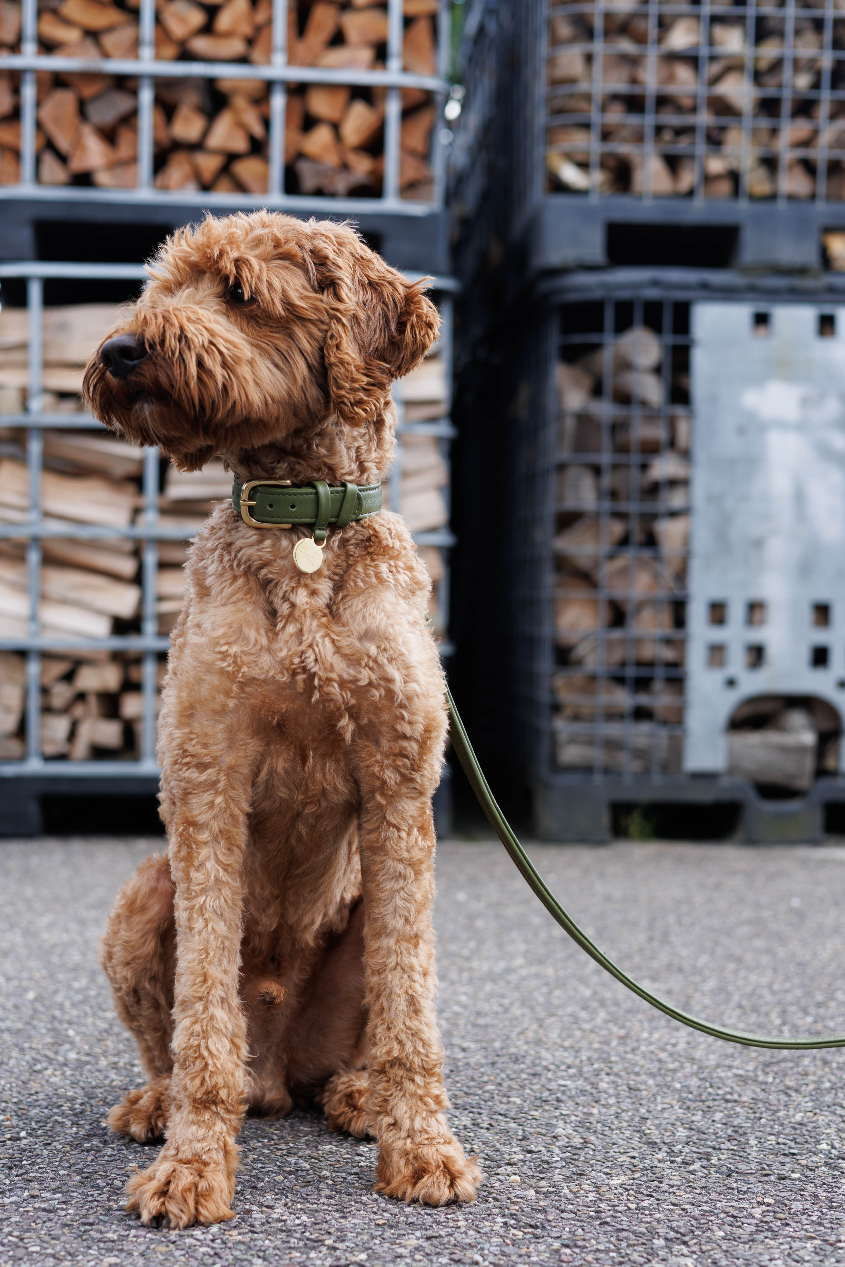 Dog Leash with Brass Finish - Classic - Green