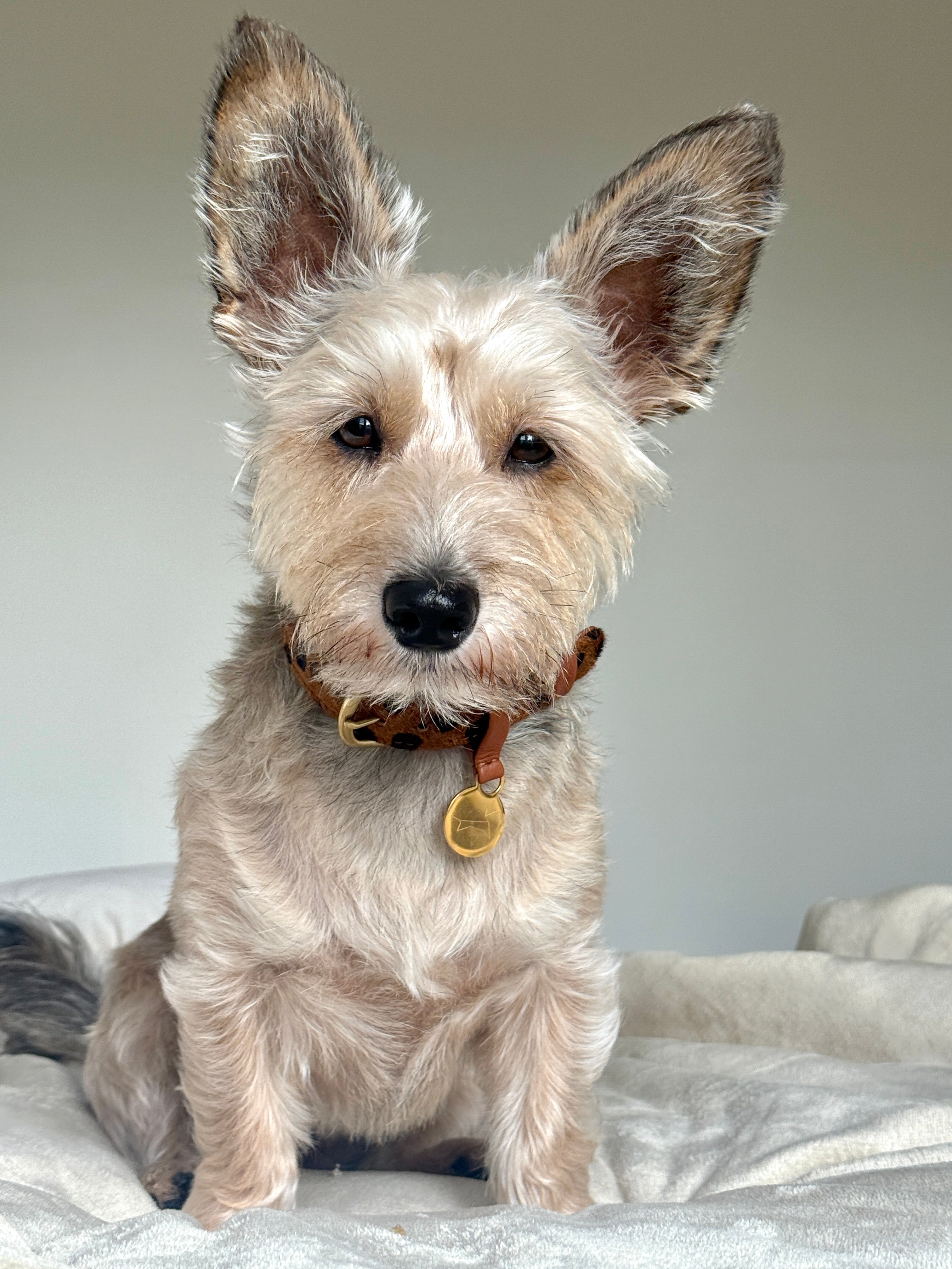 Hondenhalsband luxe leer met naam penning - Cheetah