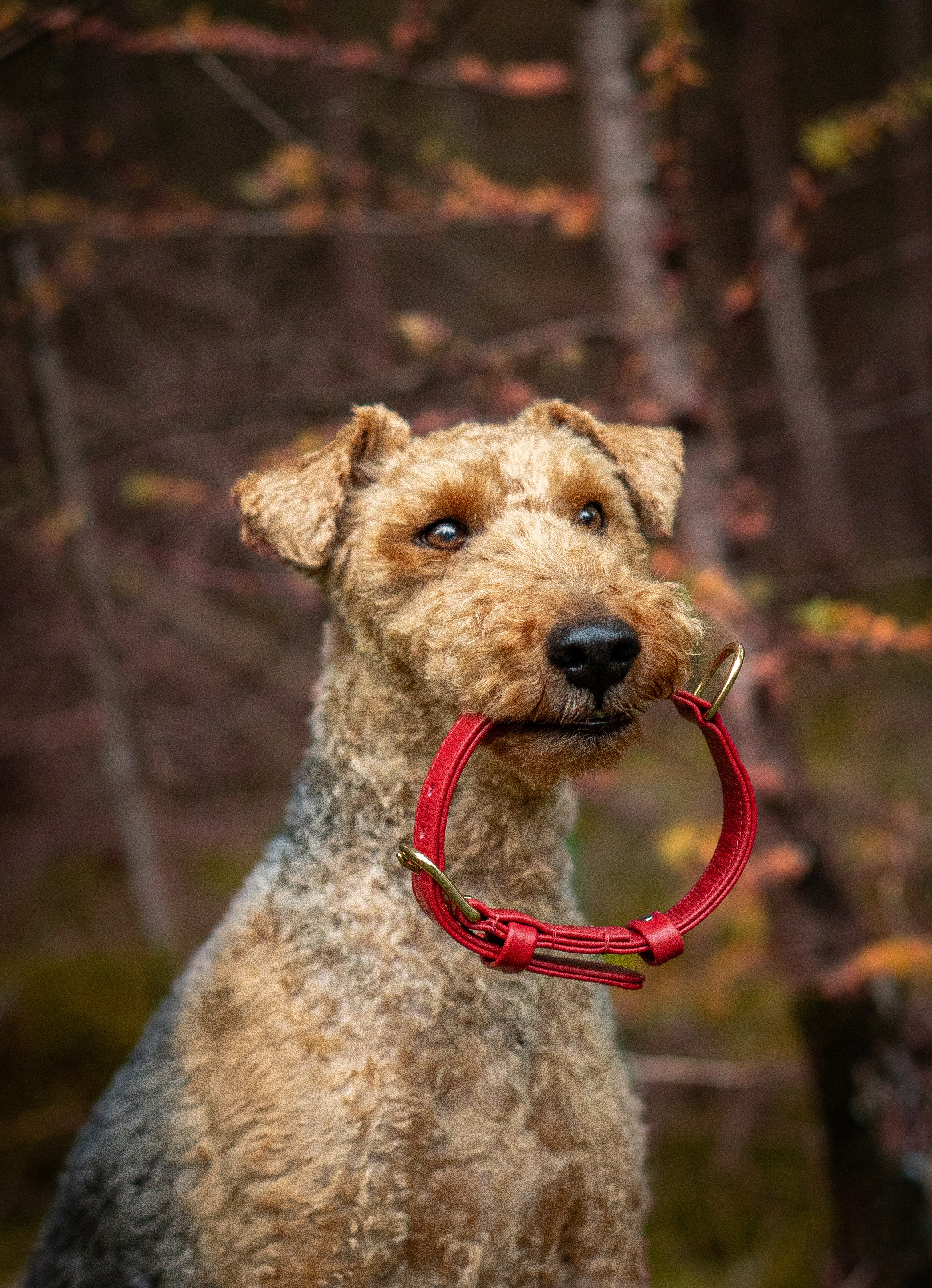 Hondenhalsband luxe leer met naam penning - Royal Red