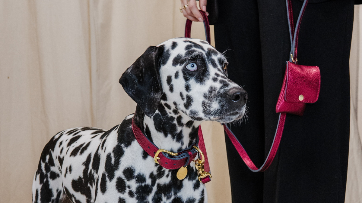 Tips voor het kiezen van de juiste halsband en riem voor jouw hond