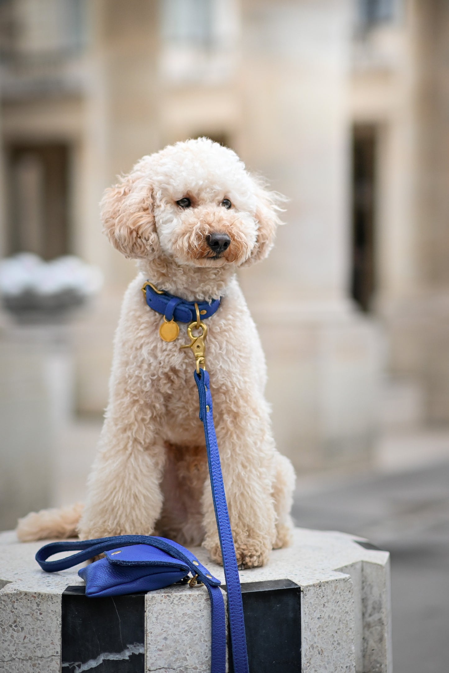 Hondenhalsband leer met naampenning - Kobaltblauw