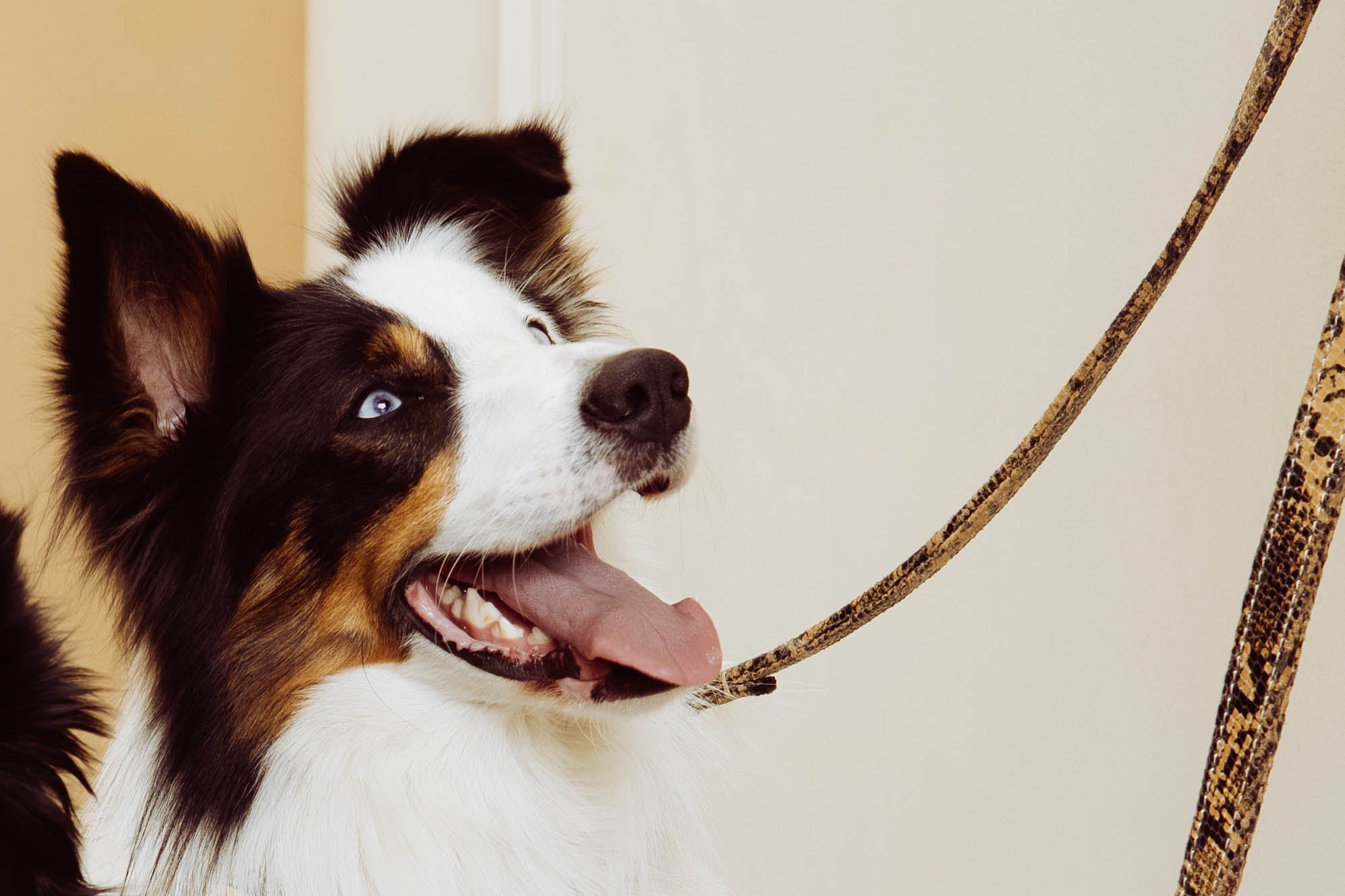 Luxuriöses Hundehalsband aus Leder mit Namensschild – Klassisch – Wildleder mit Schlangenmuster