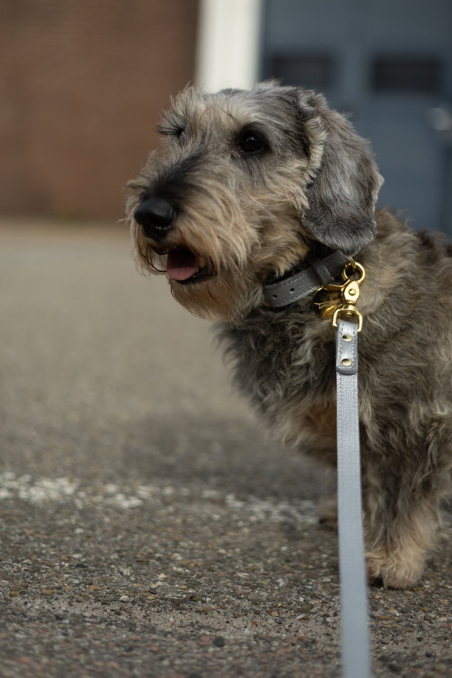 Hundehalsband aus Leder mit Namensschild – Silber