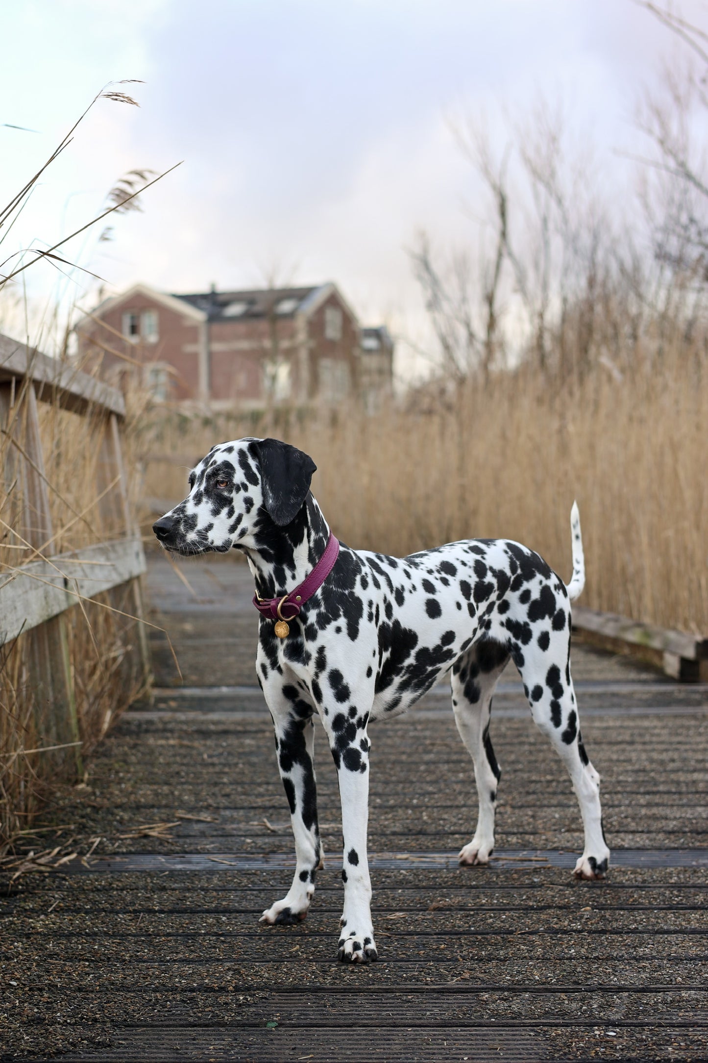 Hundehalsband aus Leder mit Namensschild – Violet Moos