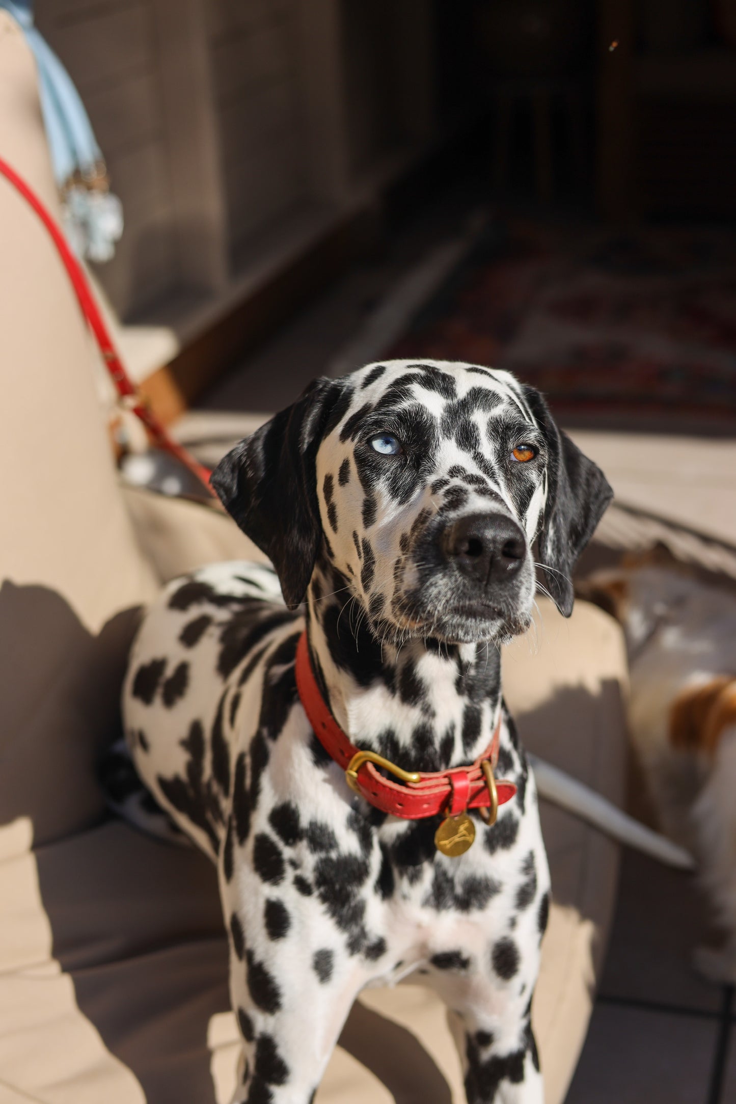 Hundehalsband aus Leder mit Namensschild – Lippenstiftrot