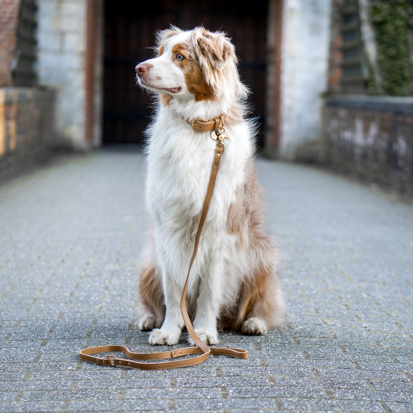 Hundehalsband aus Leder mit Namensschild – Erdnussbraun