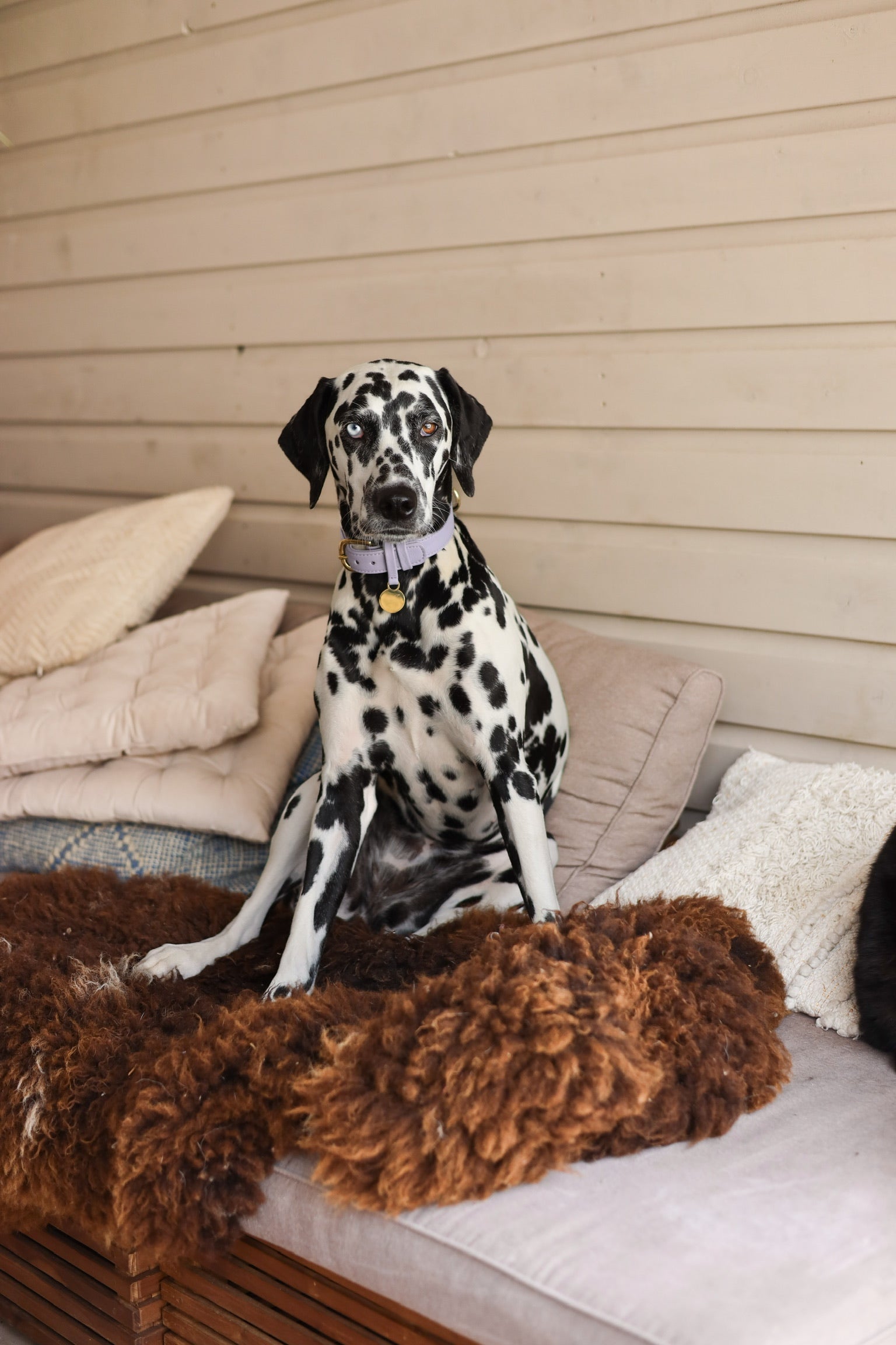 Hondenhalsband luxe leer met naam penning - Klassiek - Lila