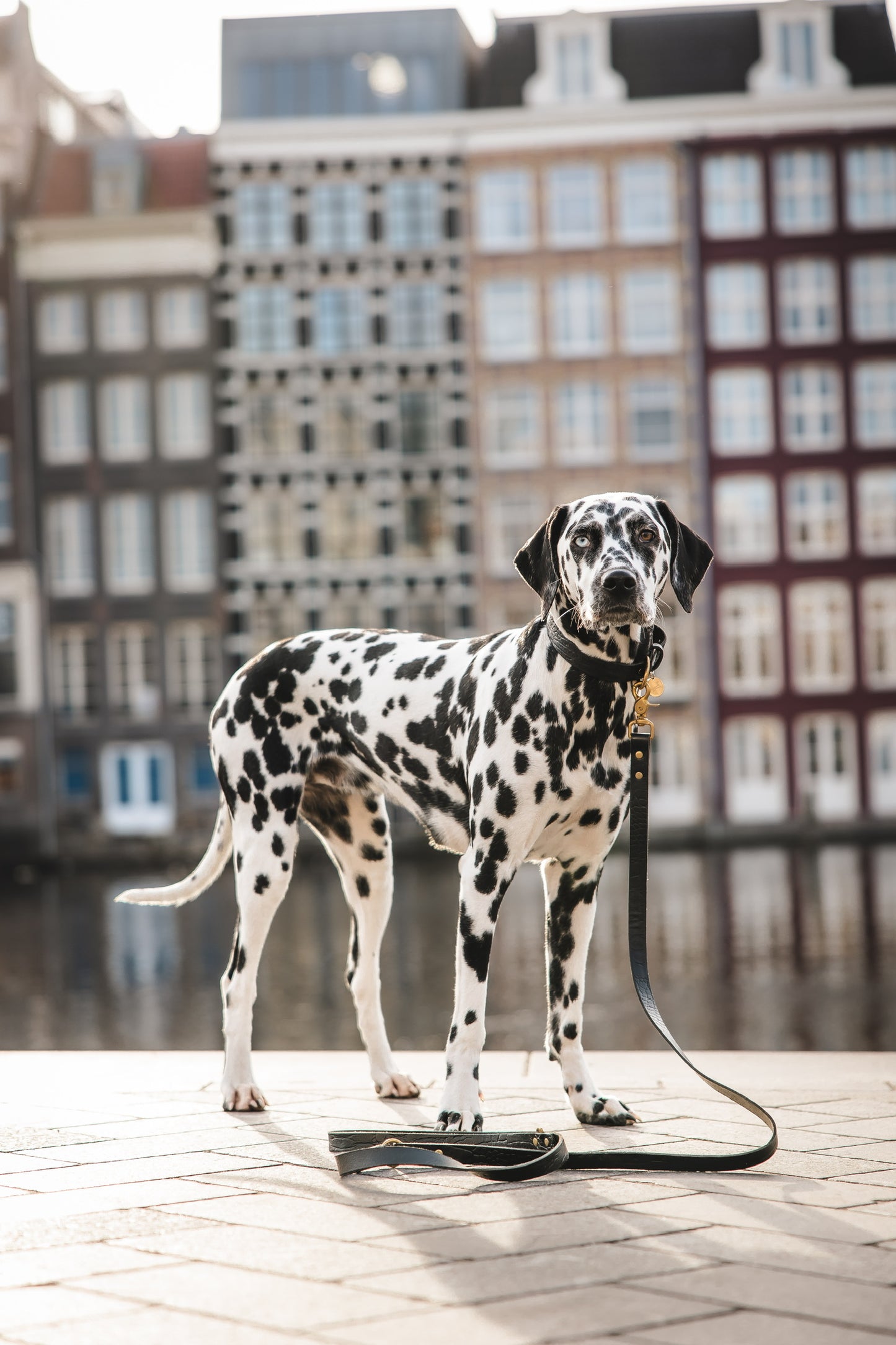 Hondenriem tuigleer met croco print 170 cm lang - Zwart