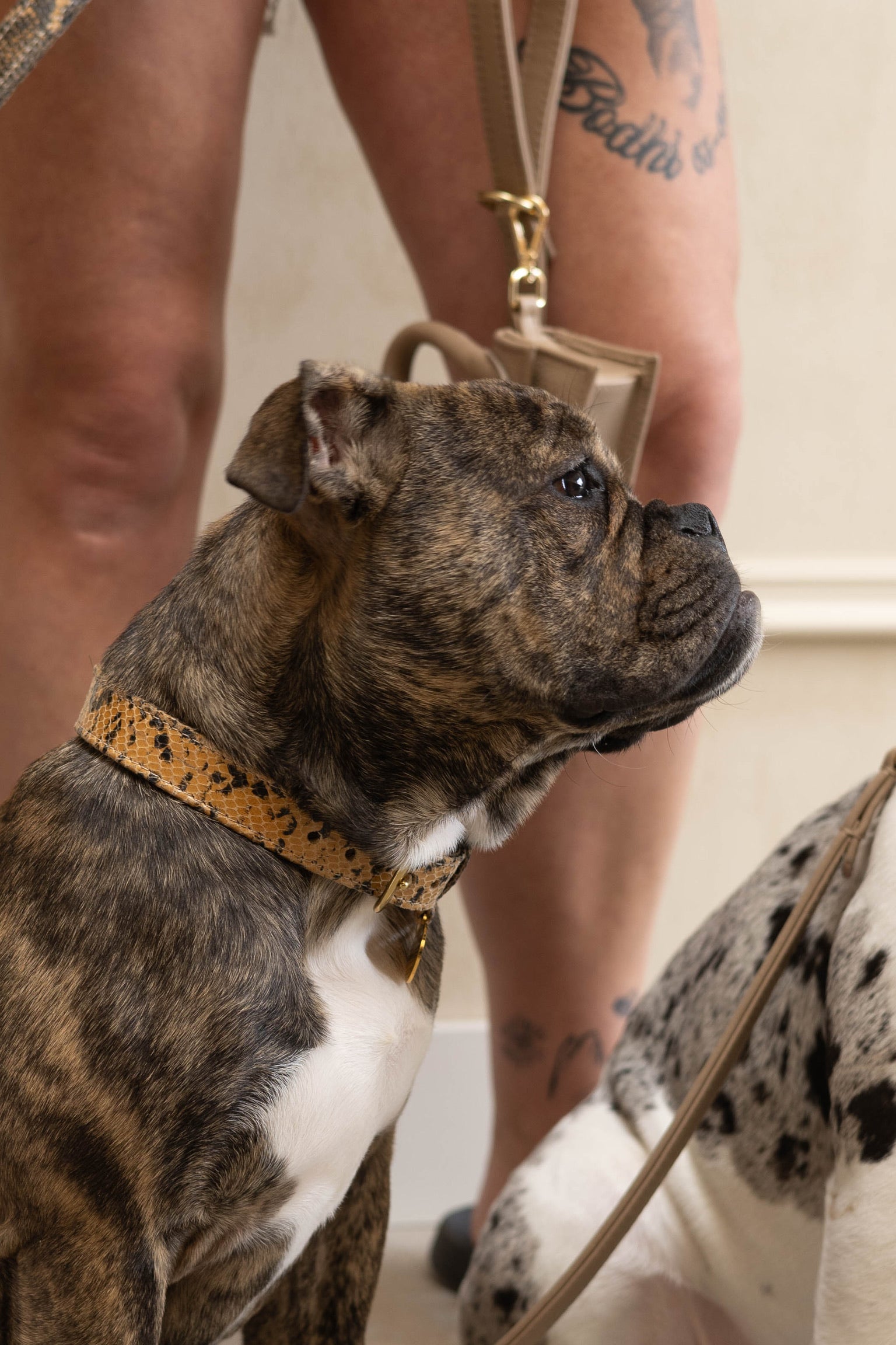 Luxuriöses Hundehalsband aus Leder mit Namensschild – Klassisch – Wildleder mit Schlangenmuster