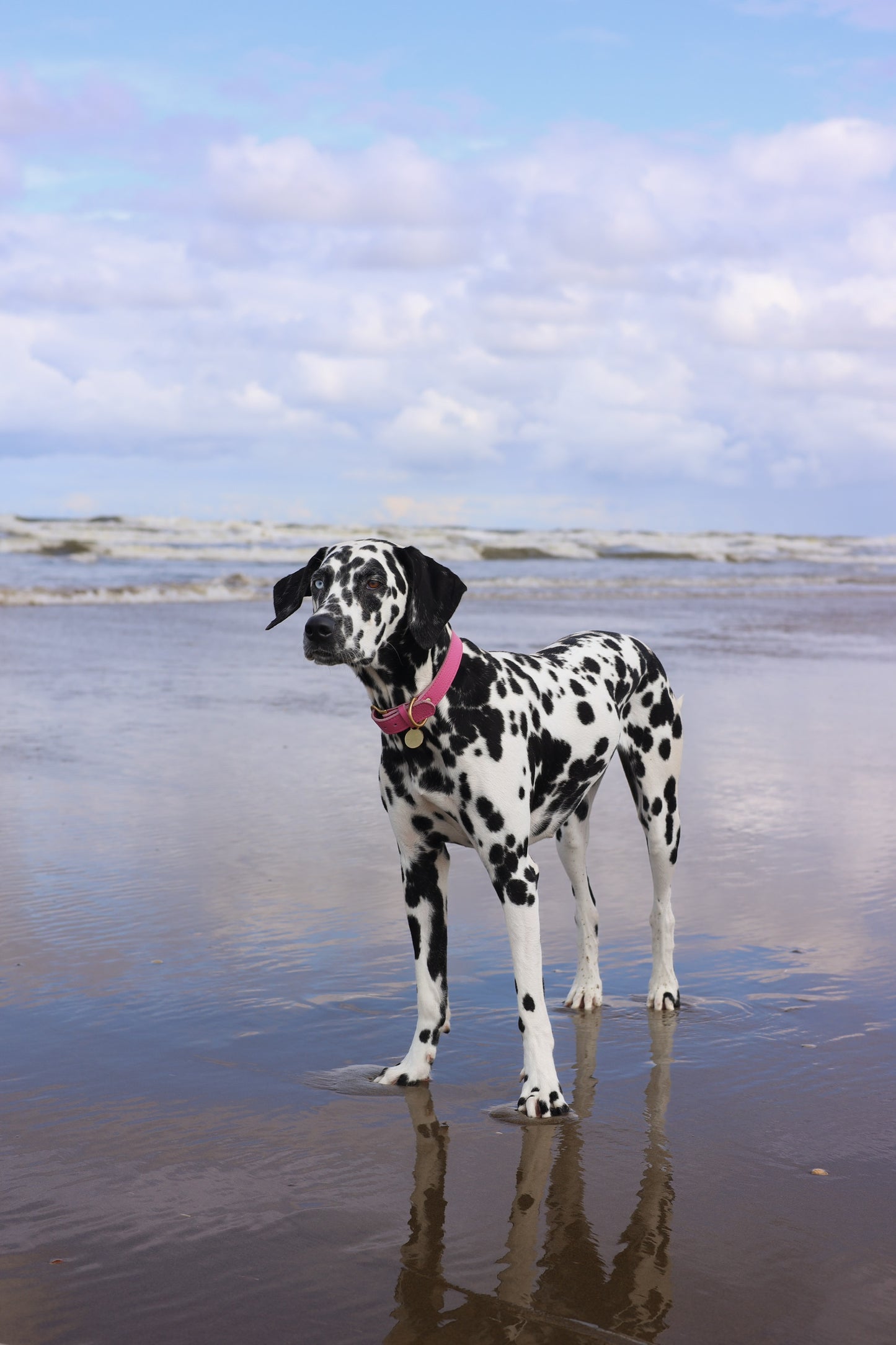 Hondenhalsband leer met naampenning - Roze