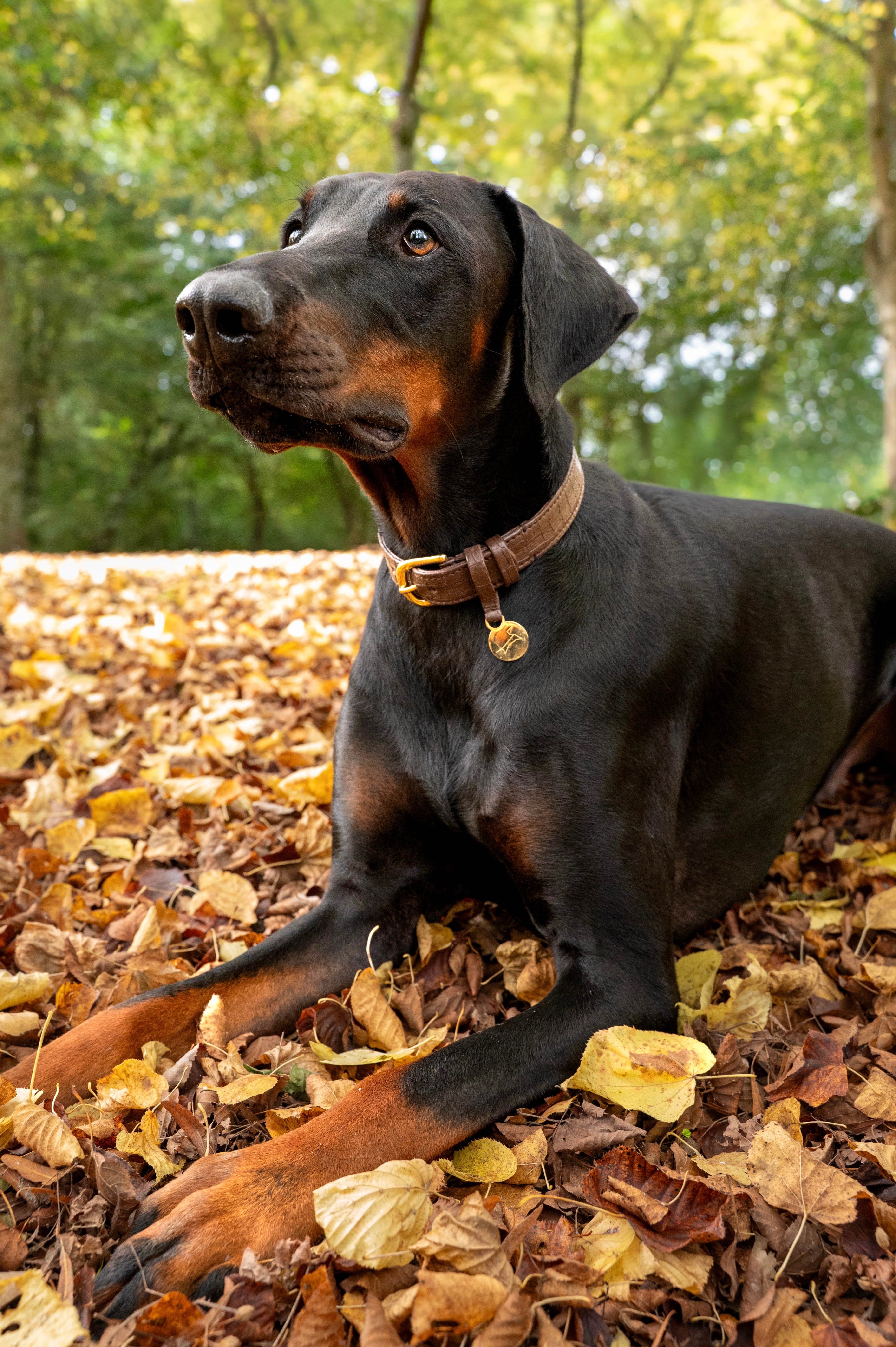 Hondenhalsband echt leer met naam penning - Croco Donkerbruin