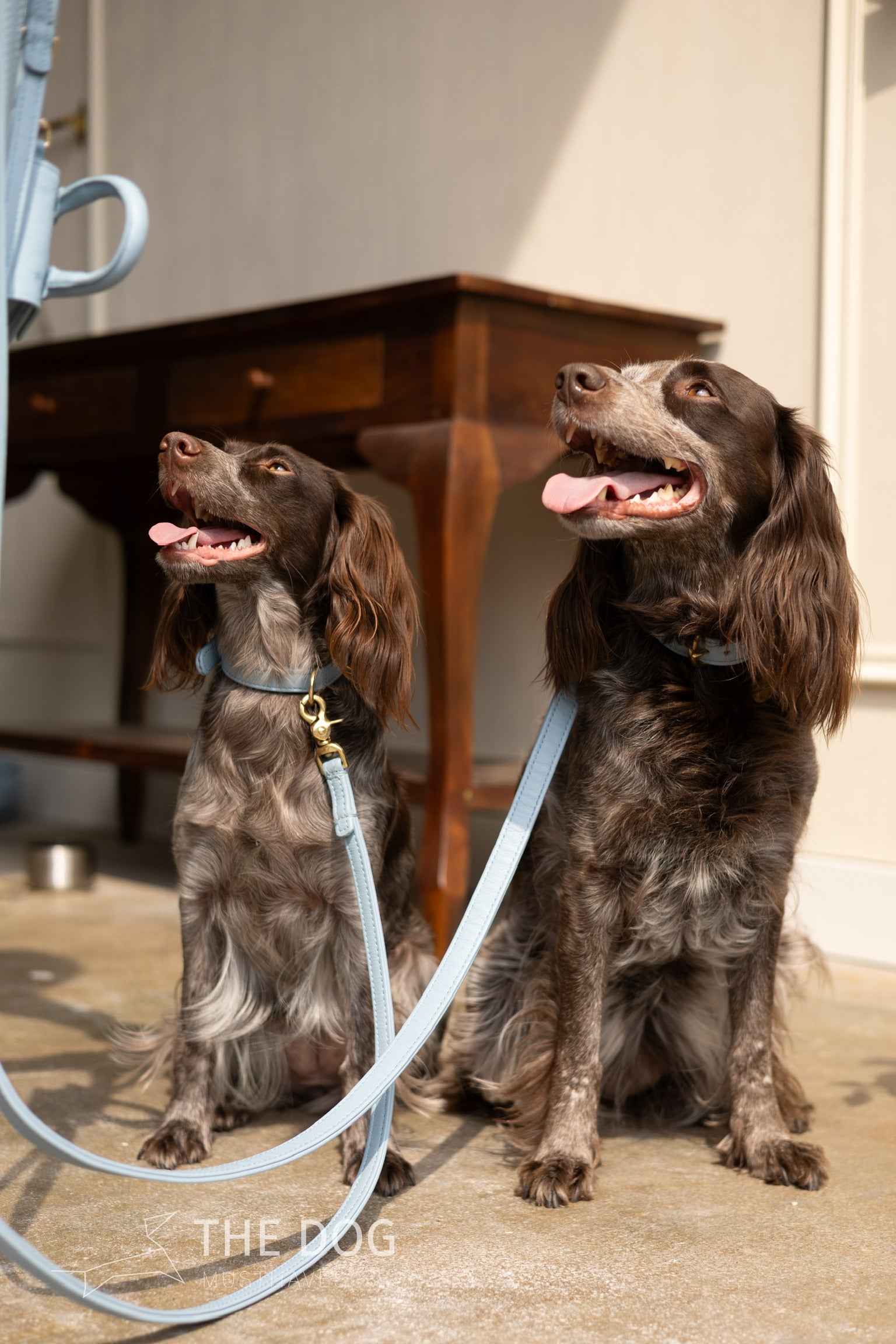 Luxuriöses Hundehalsband aus Leder mit Namensschild – Klassisch – Hellblau