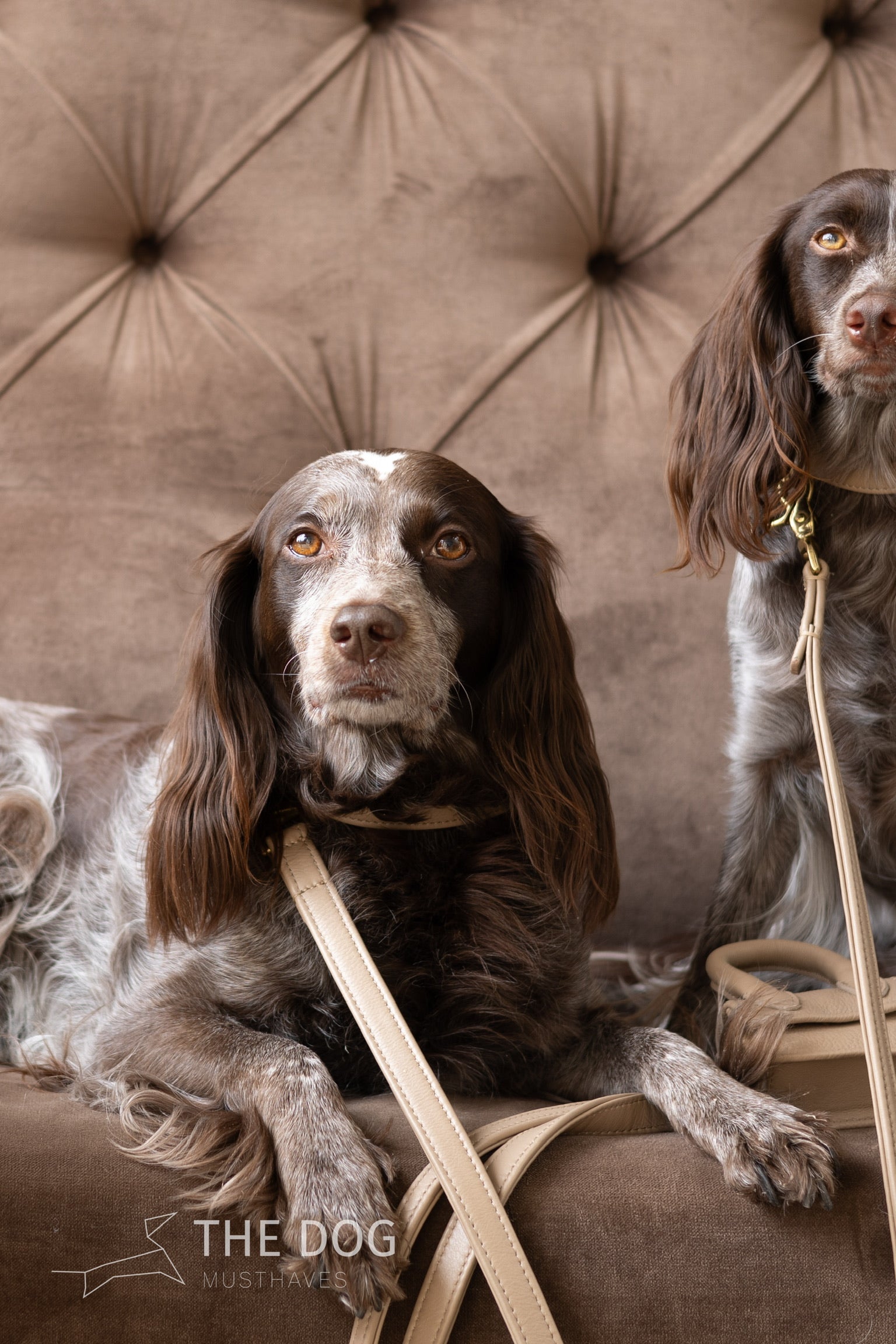 Hondenhalsband luxe leer met naam penning - Klassiek - Zand / taupe