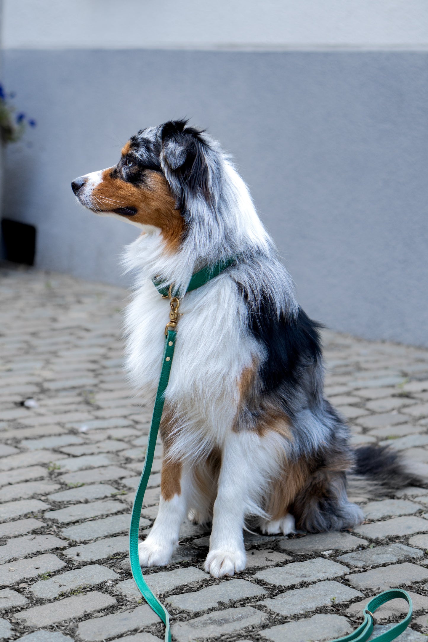 Hundehalsband aus Leder mit Namensschild – Smaragdgrün