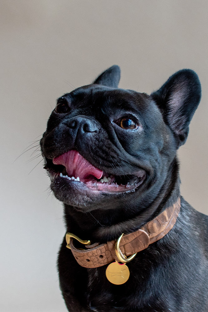 Hondenhalsband tuigleer met croco print - Licht Bruin