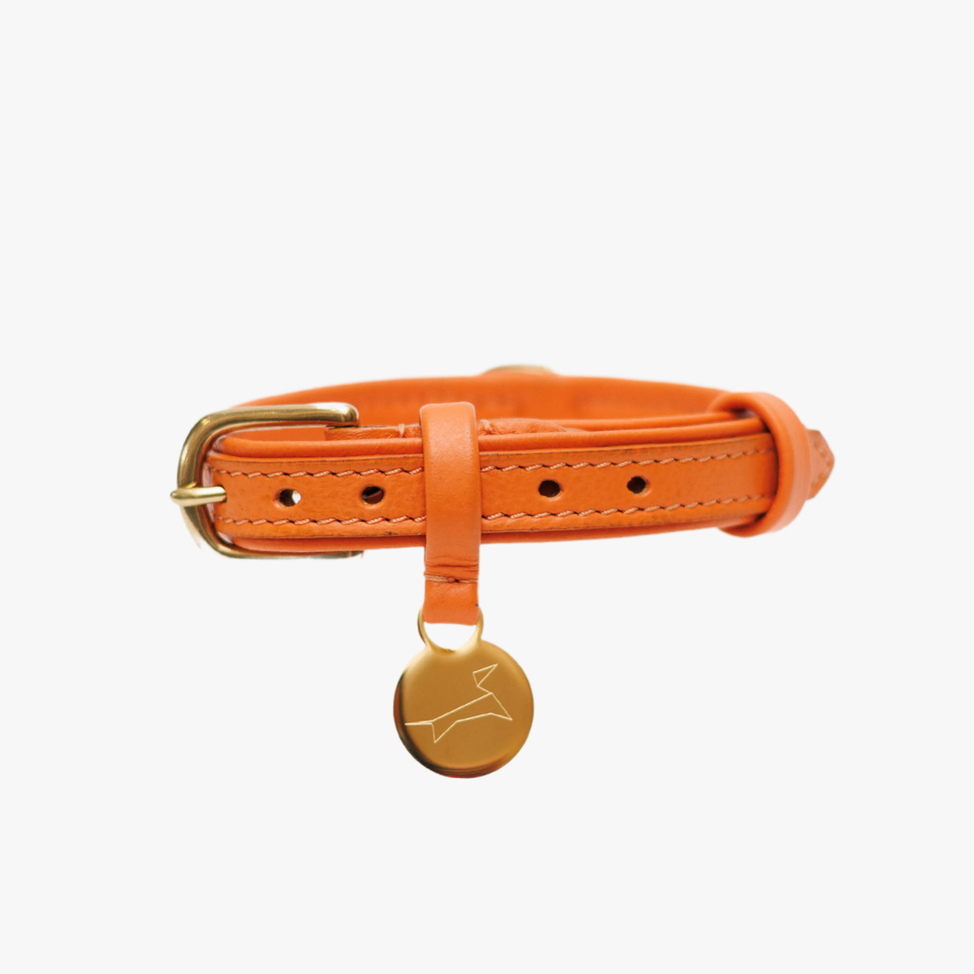 Orange dog collar with braid and tag