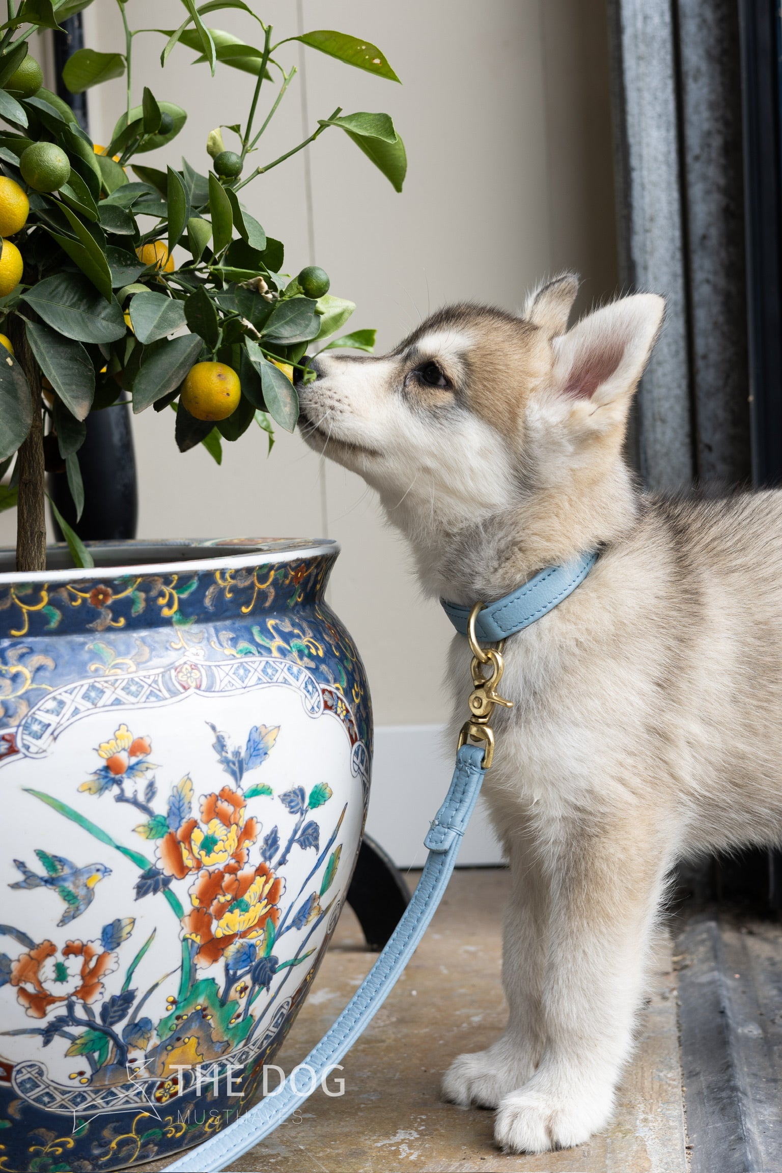 Hondenhalsband luxe leer met naam penning - Klassiek - Licht Blauw