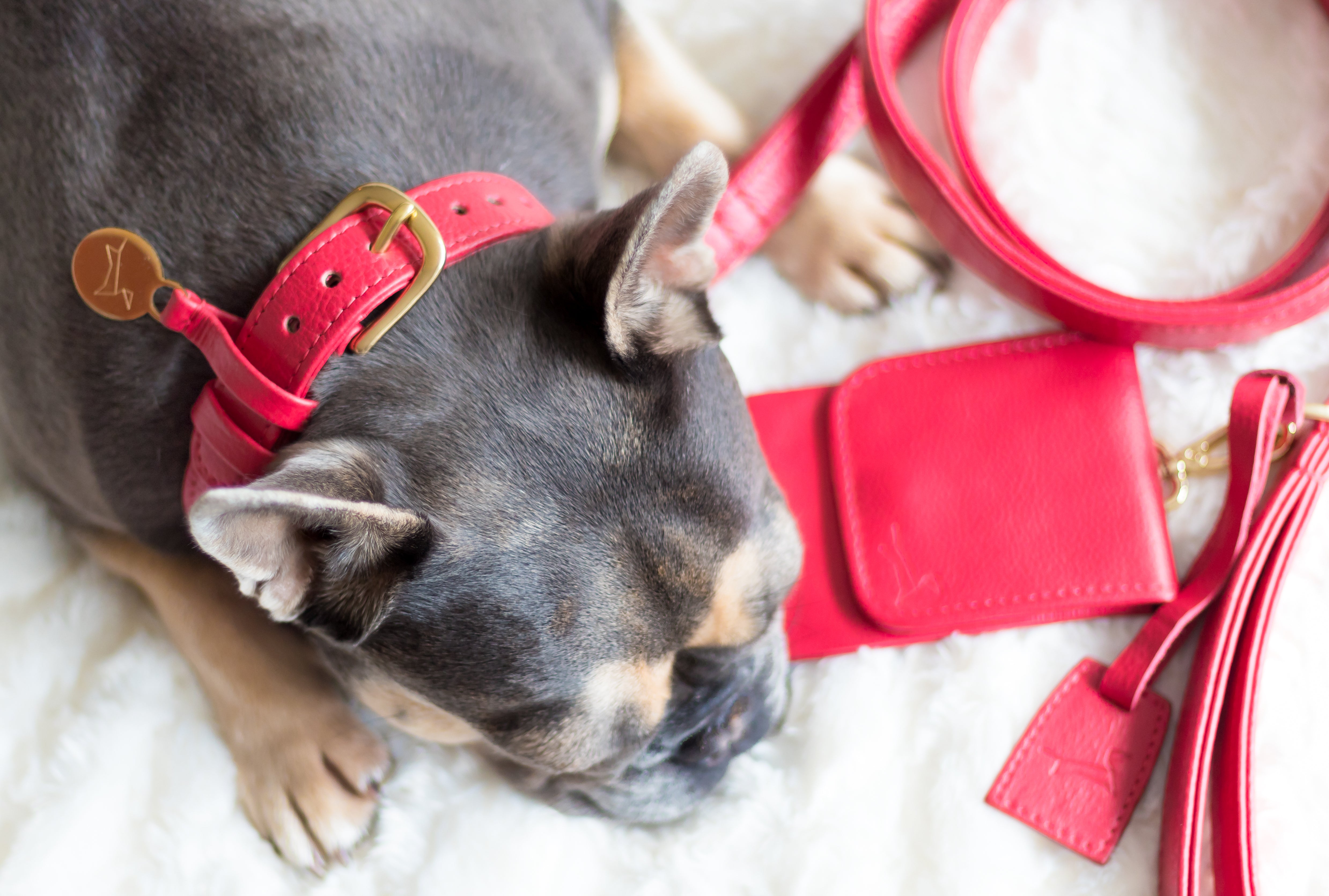 Hondenhalsband luxe leer met naam penning - Royal Red