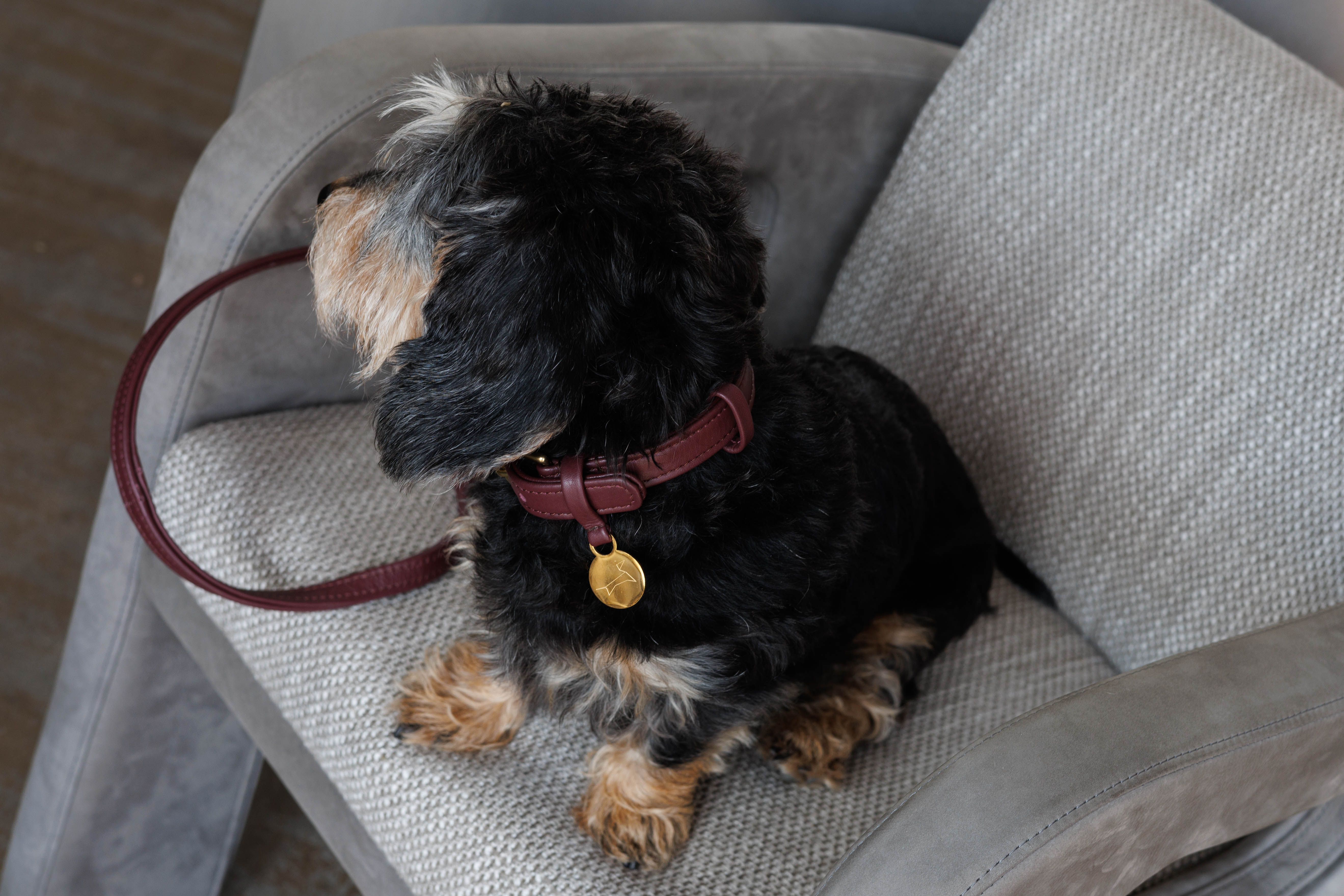 Hondenhalsband luxe leer met naam penning - Klassiek - Bordeaux rood
