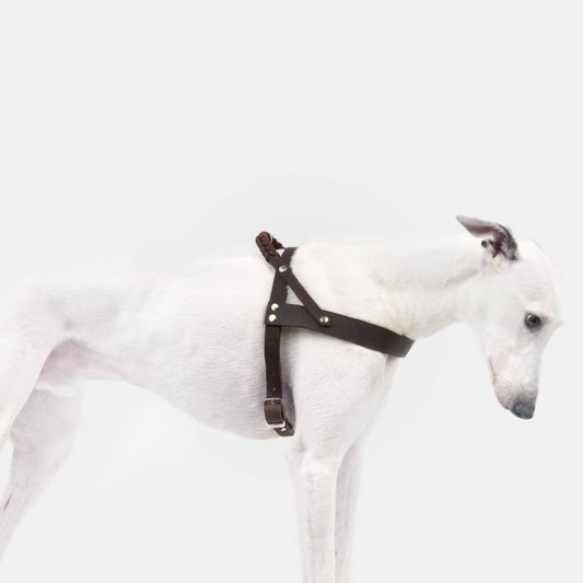 Dog harness fat leather with braid - Central Park Cloud7