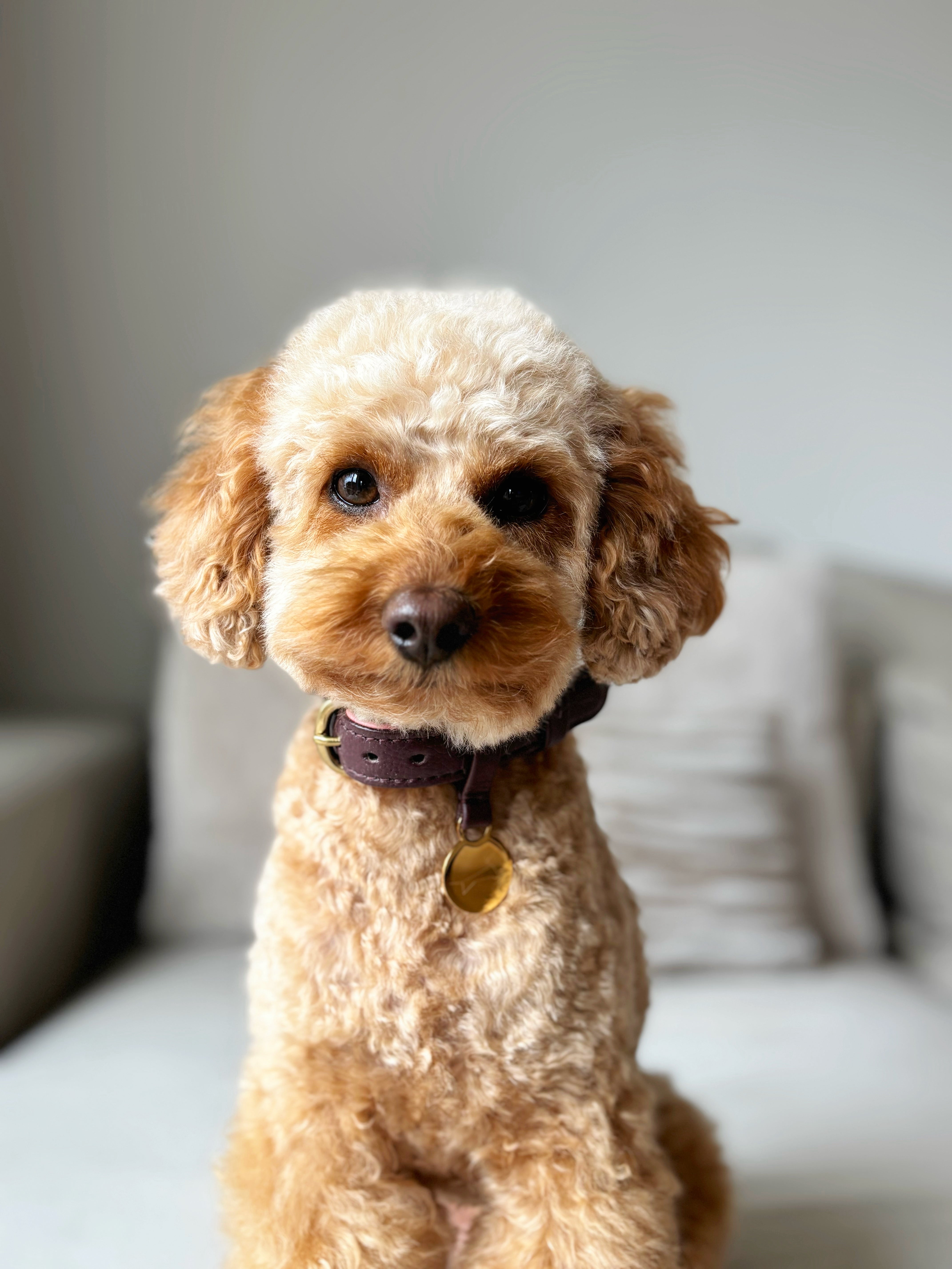 Hondenhalsband luxe leer met naam penning - Two Tone