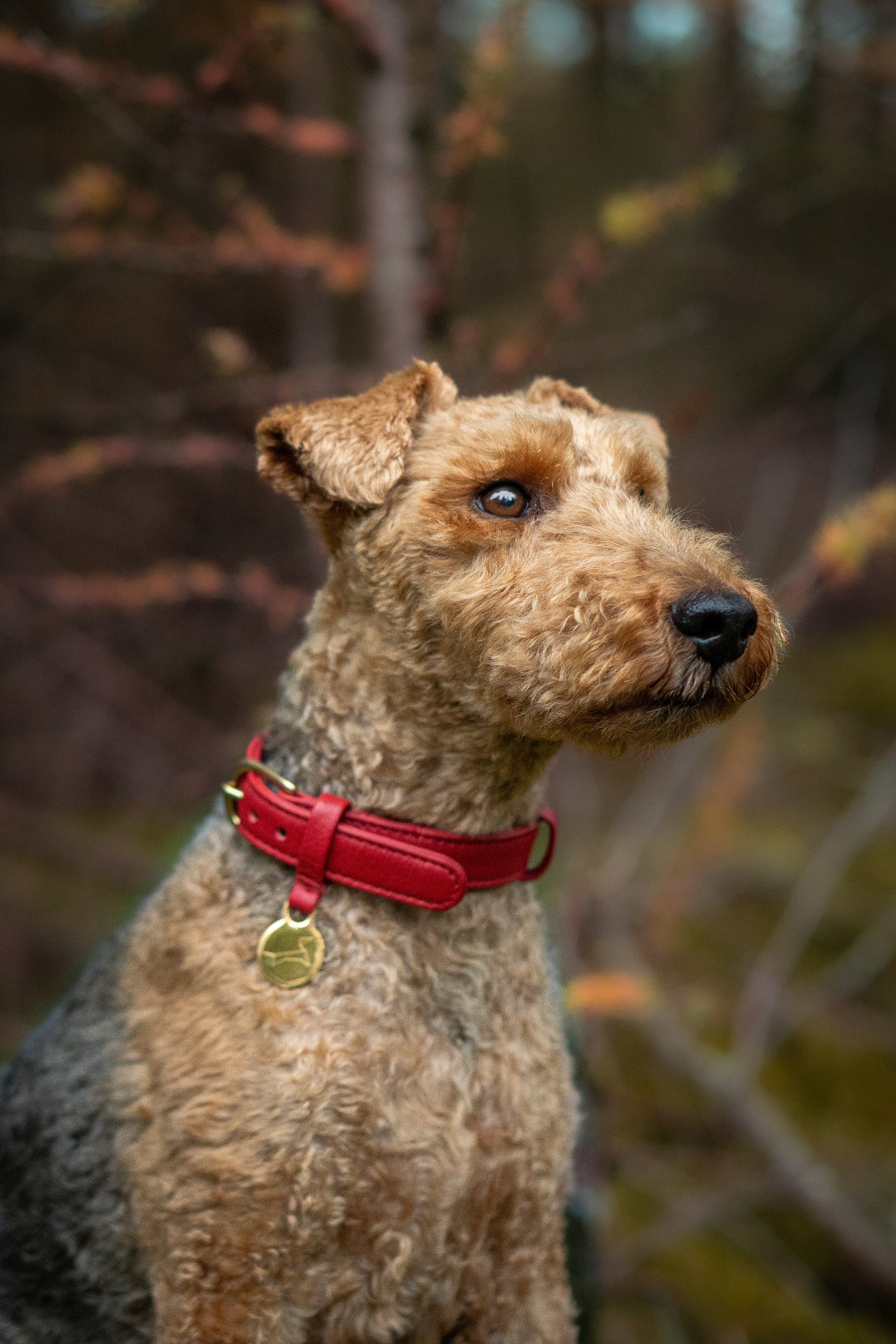 Hondenhalsband luxe leer met naam penning - Royal Red