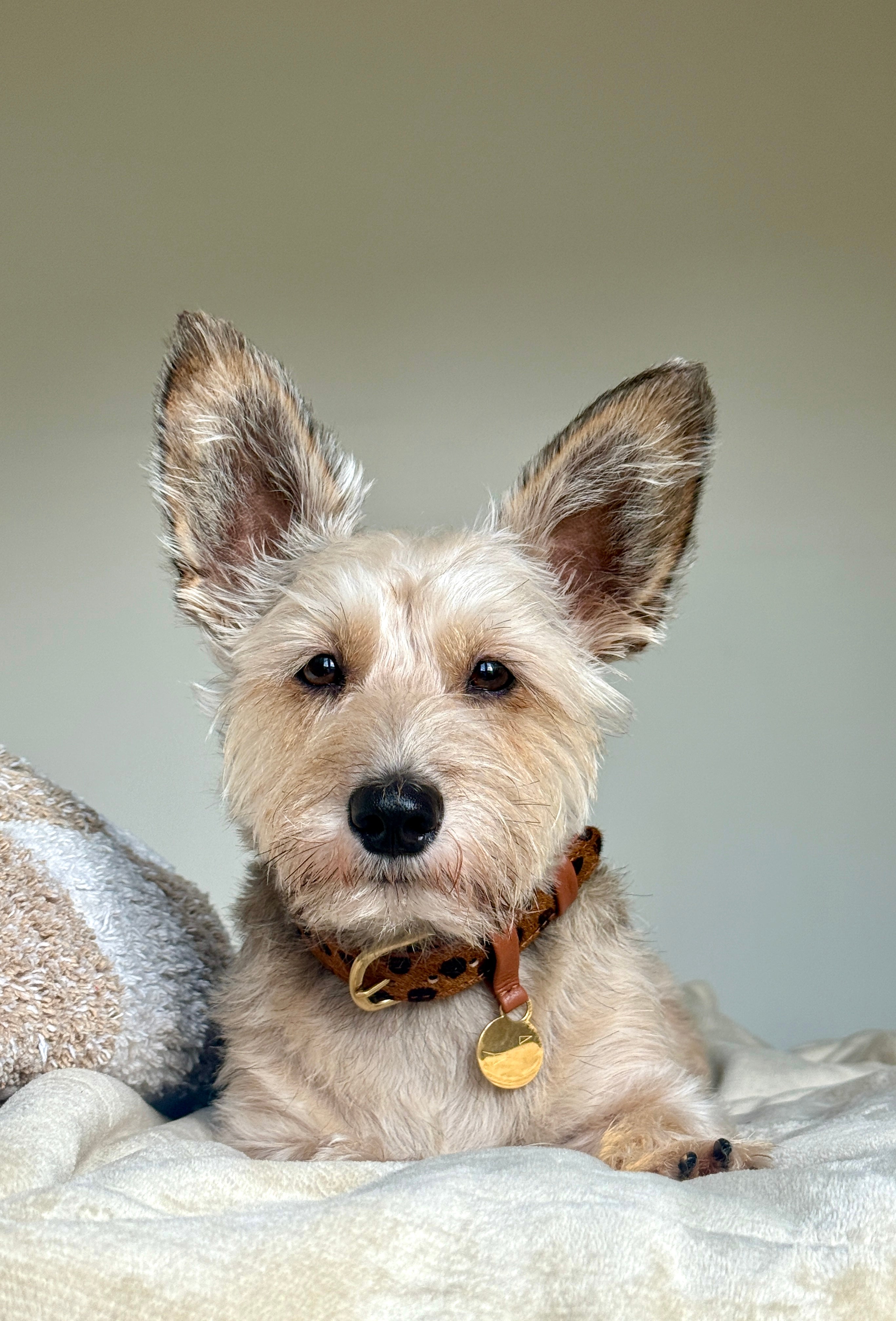 Hondenhalsband luxe leer met naam penning - Cheetah